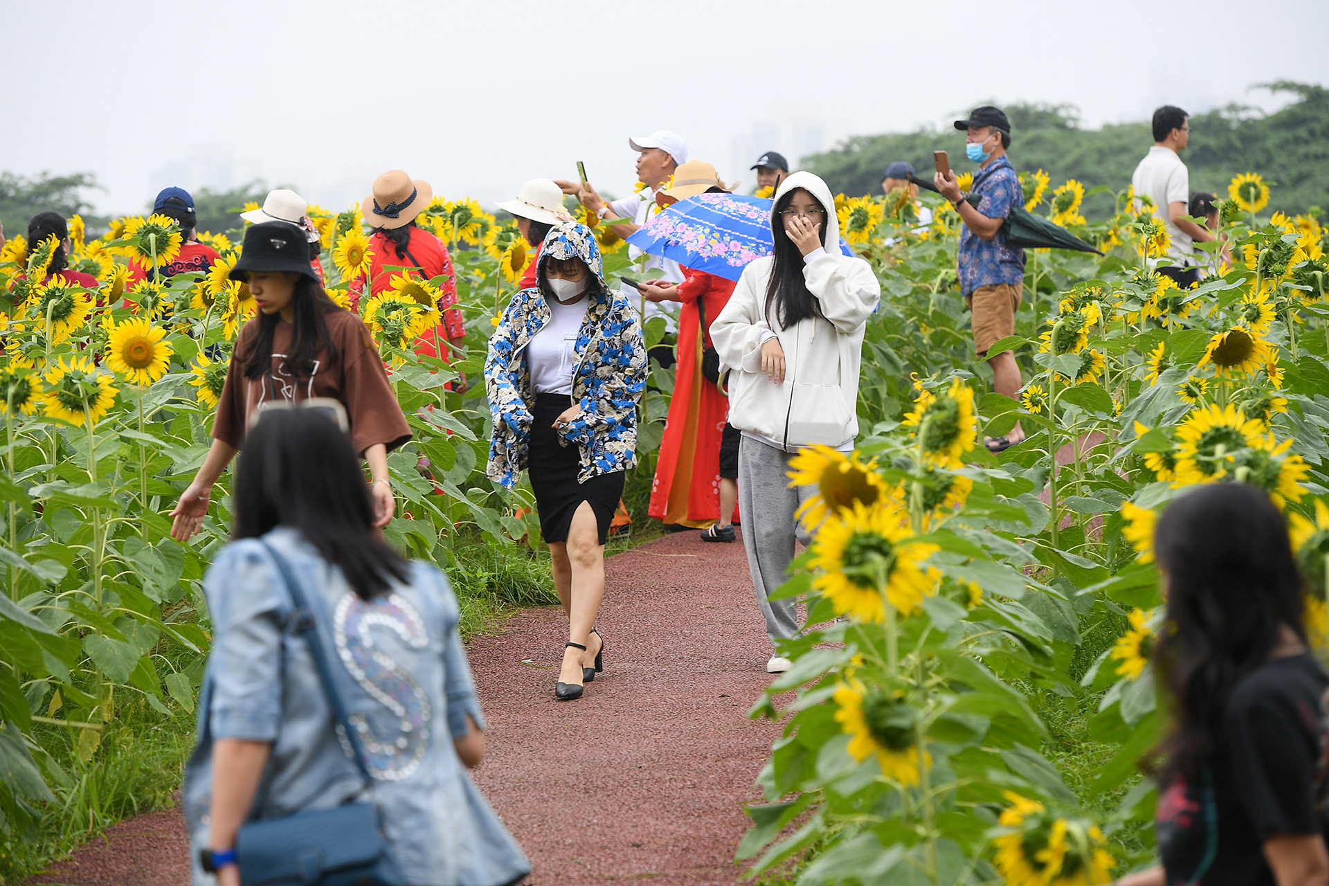 [Ảnh] Mê mẩn ngắm cánh đồng hoa hướng dương rực rỡ khoe sắc tại Ecopark ảnh 9