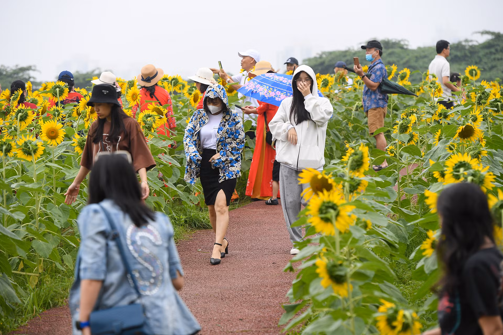 [Ảnh] Mê mẩn ngắm cánh đồng hoa hướng dương rực rỡ khoe sắc tại Ecopark ảnh 9