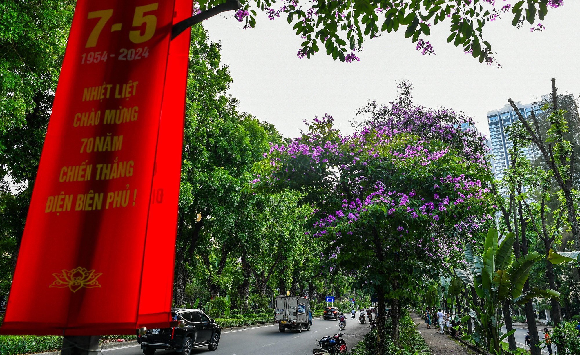 Trong những ngày tháng 5 của Hà Nội, hoa bằng lăng tím lại nở rộ trên khắp nẻo đường.