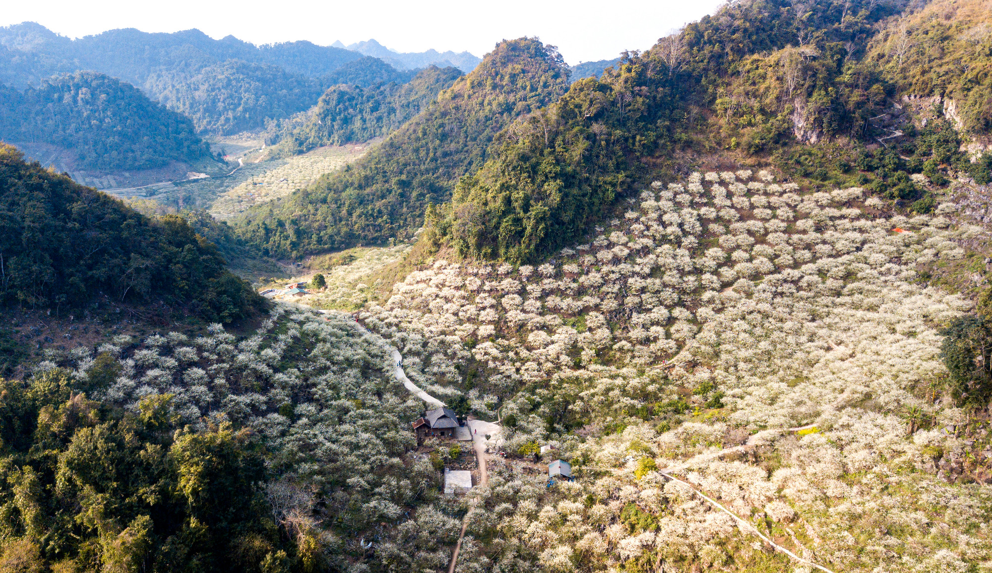 Thăm rừng mận Mu Náu, du khách sẽ không khỏi ngỡ ngàng trước sự hòa hợp giữa rừng nguyên sinh và những vườn mận, vườn mơ cổ thụ trắng muốt trải dài vắt qua những thung lũng khiến cảnh quan thiên nhiên đẹp như truyện cổ tích.
