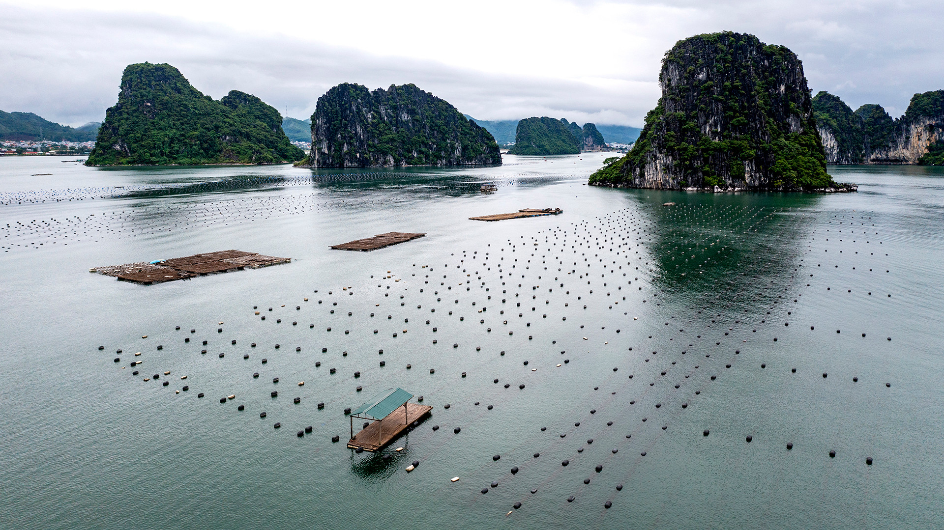 Ruốc hàu sữa là một chế phẩm từ hàu tươi có giá trị dinh dưỡng rất cao. Là món ăn đặc sản của vùng đất Quảng Ninh. Huyện đảo Vân Đồn được xem là “vựa hàu” với sản lượng hằng năm lên đến gần 20 nghìn tấn là nguồn nguyên liệu chính để sản xuất ruốc hàu.