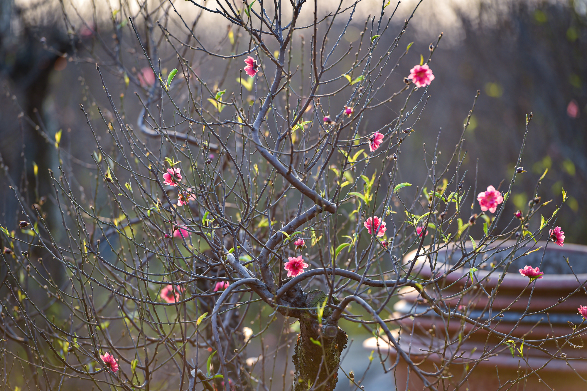 Theo các hộ trồng đào cho biết, năm nay thời tiết thuận lợi, nếu gần tháng chạp có mưa xuân thì hoa đào sẽ rất đẹp.
