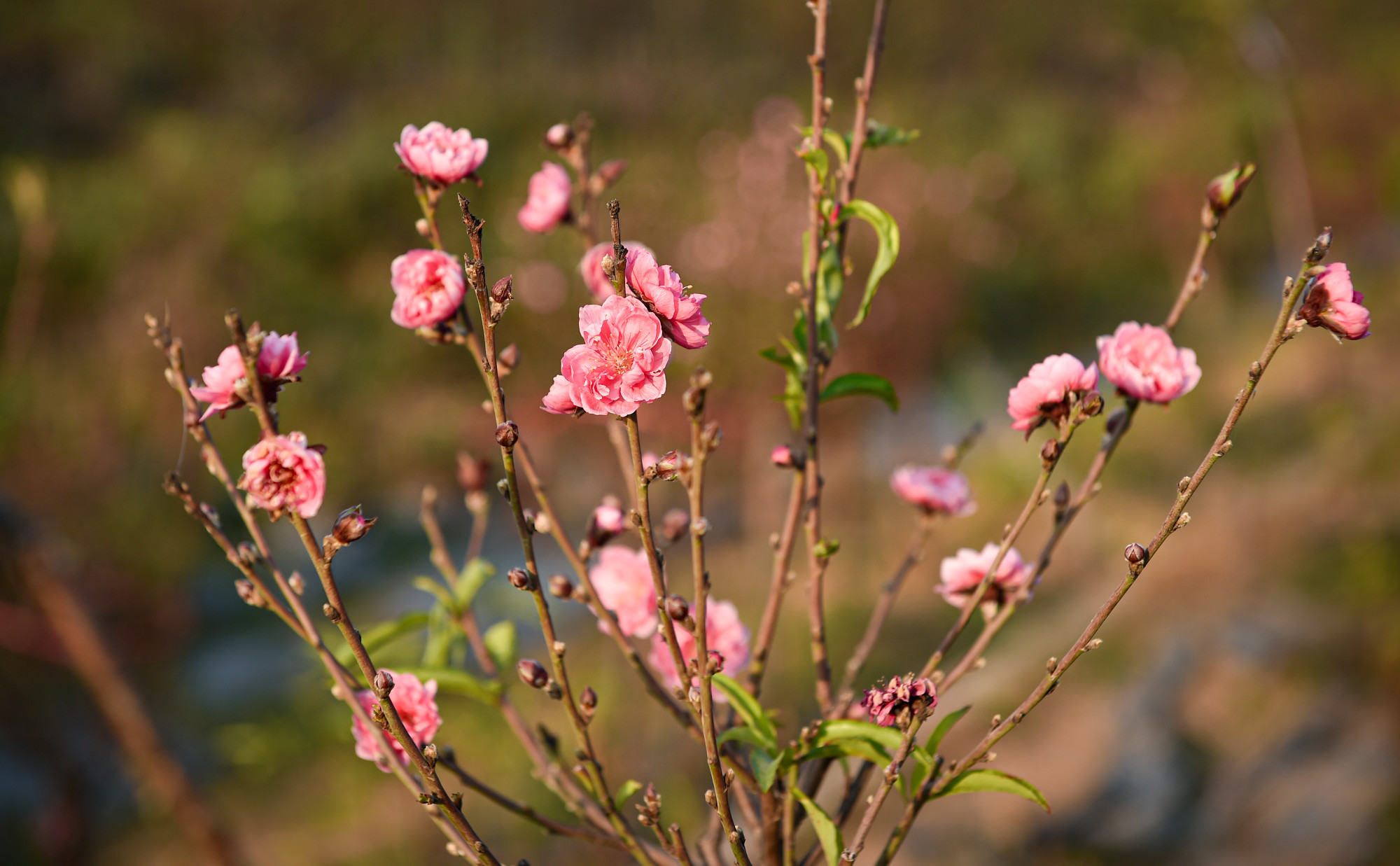 Đây là những cành đào được tuốt lá sớm, để cho ra hoa sớm hơn phục vụ người dân chơi hoa đào vào dịp Tết Dương lịch hay rằm tháng chạp.