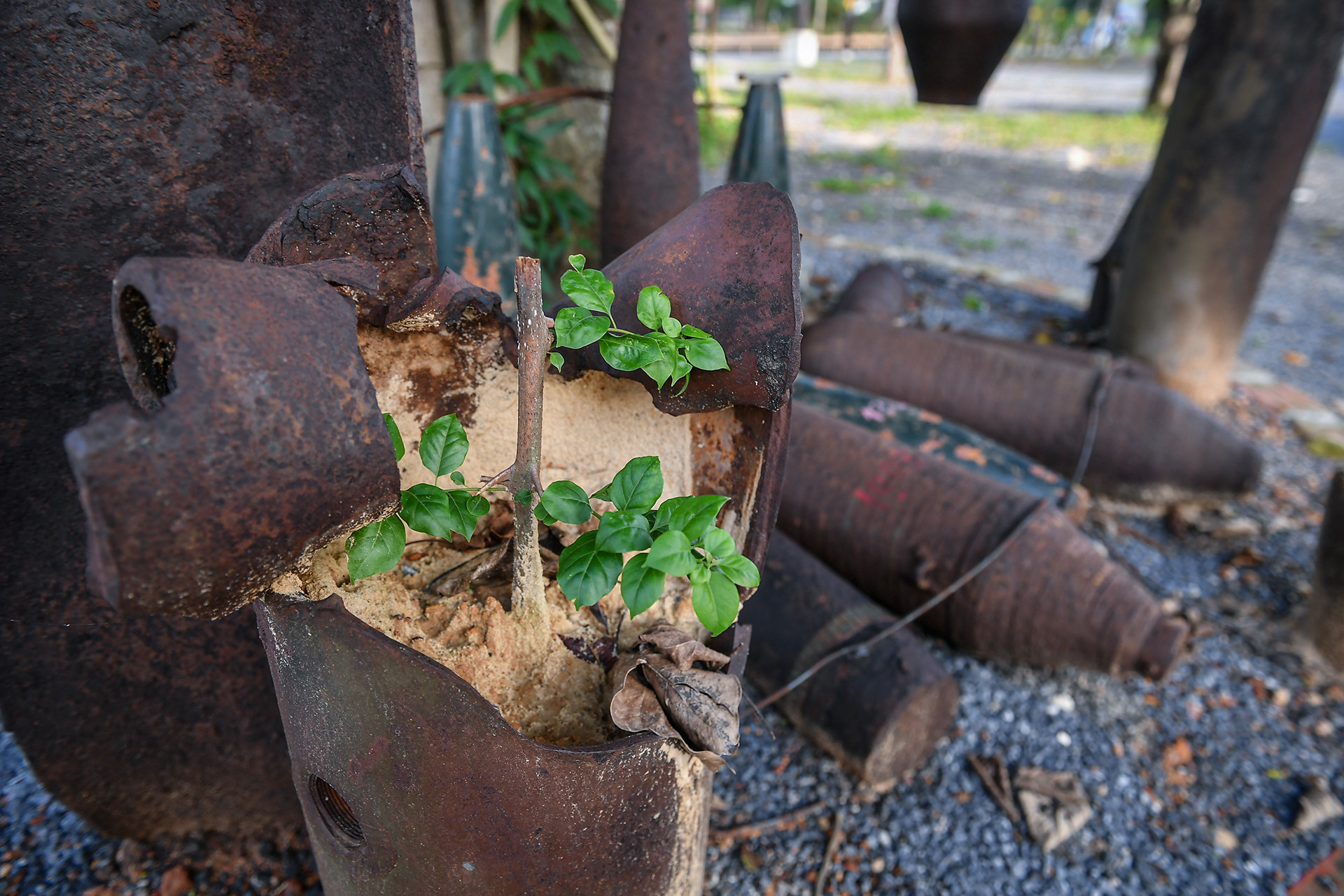 Những ngôi nhà bom trên đất lửa Quảng Trị cũng là cách giúp những thế hệ sau biết và hiểu hơn sự kinh hoàng của chiến tranh, sự mất mát của dân tộc Việt Nam. Và, sau gần 50 năm, cuối cùng, những mầm xanh cũng đang vươn chồi trên những mảnh vỡ chiến chinh.