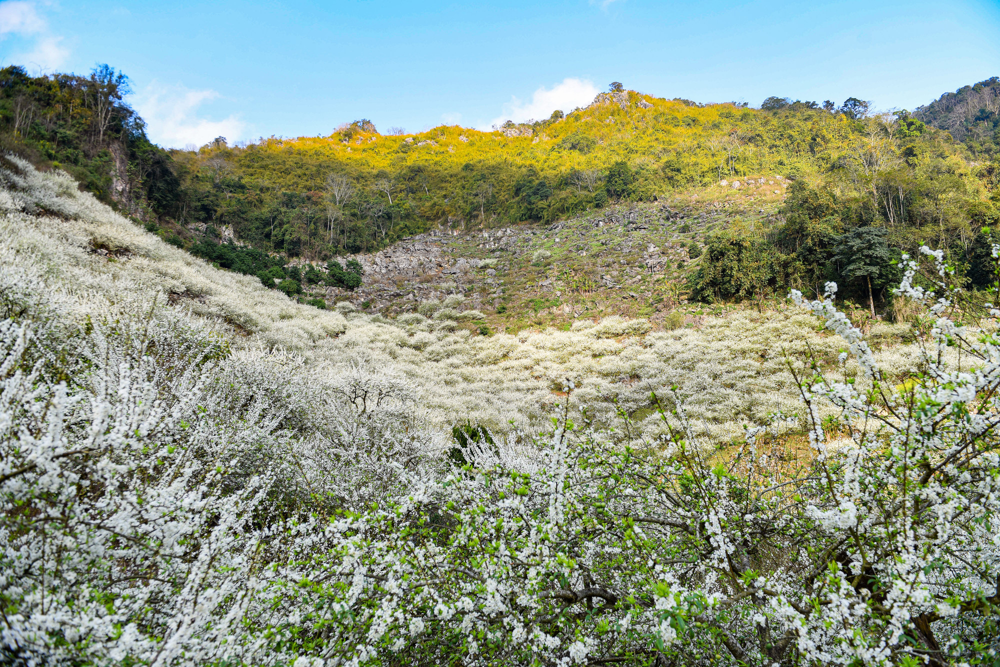 Nhắc đến Mộc Châu người ta thường nhớ đến Nà Ka, Bản Áng, đỉnh Pha Luông... Tuy nhiên xứ sở này còn một điểm đến khác cũng sở hữu vẻ đẹp đầy mê hoặc đó là thung lũng mận Mu Náu, nơi mà giấc mơ cổ tích của du khách sẽ được vẽ lên với vẻ đẹp tuyệt vời nhất trong mùa hoa mận nở.