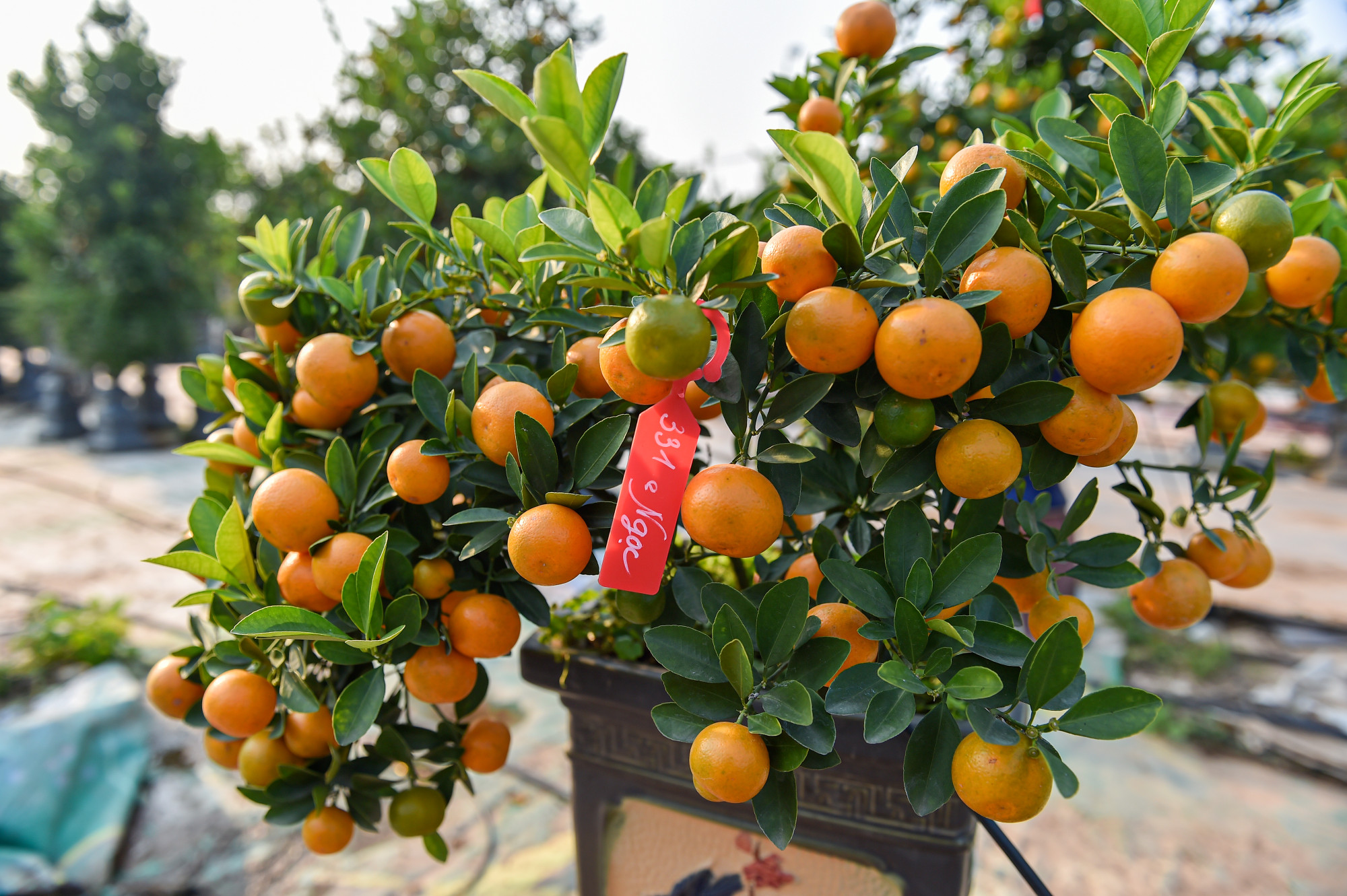 Có một số cây quất đẹp đã có khách đặt mua từ sớm chỉ chờ sát Tết là mang về chơi.