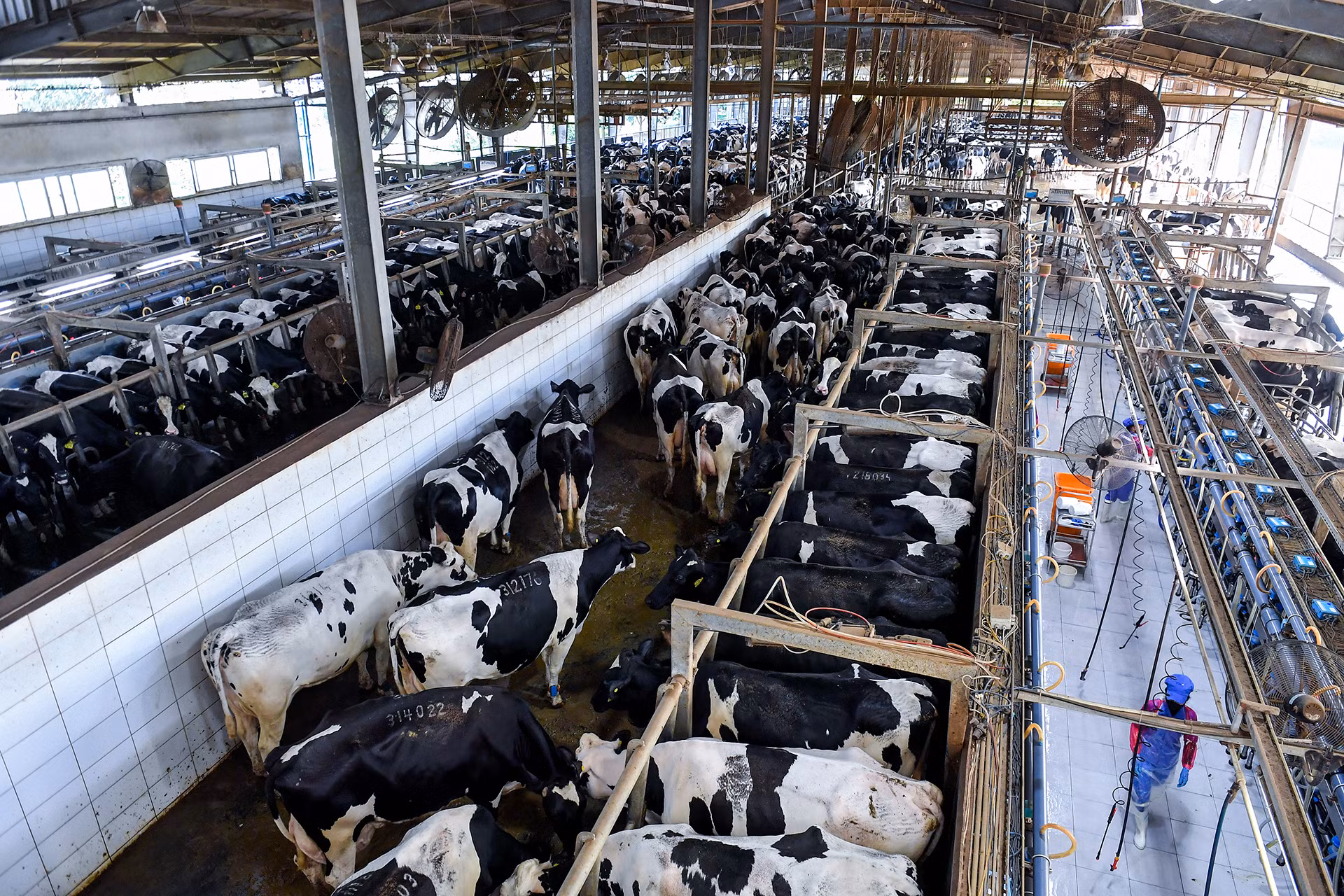 Đàn bò của trong trang trại TH hoàn toàn được nhập từ Mỹ, Australia, New Zealand, Canada... có phả hệ rõ ràng, bảo đảm cho ra loại sữa tốt nhất. Không những thế, các "cô" bò tại đây được gắn chíp theo dõi sức khỏe và độ tăng trưởng, hệ thống chuồng trại có có quạt gió, điều hòa không khí bảo đảm điều kiện sống tốt nhất và đặc biệt các "cô" bò được tắm mát và nghe nhạc hằng ngày nhằm kích thích sự tiết sữa tự nhiên.