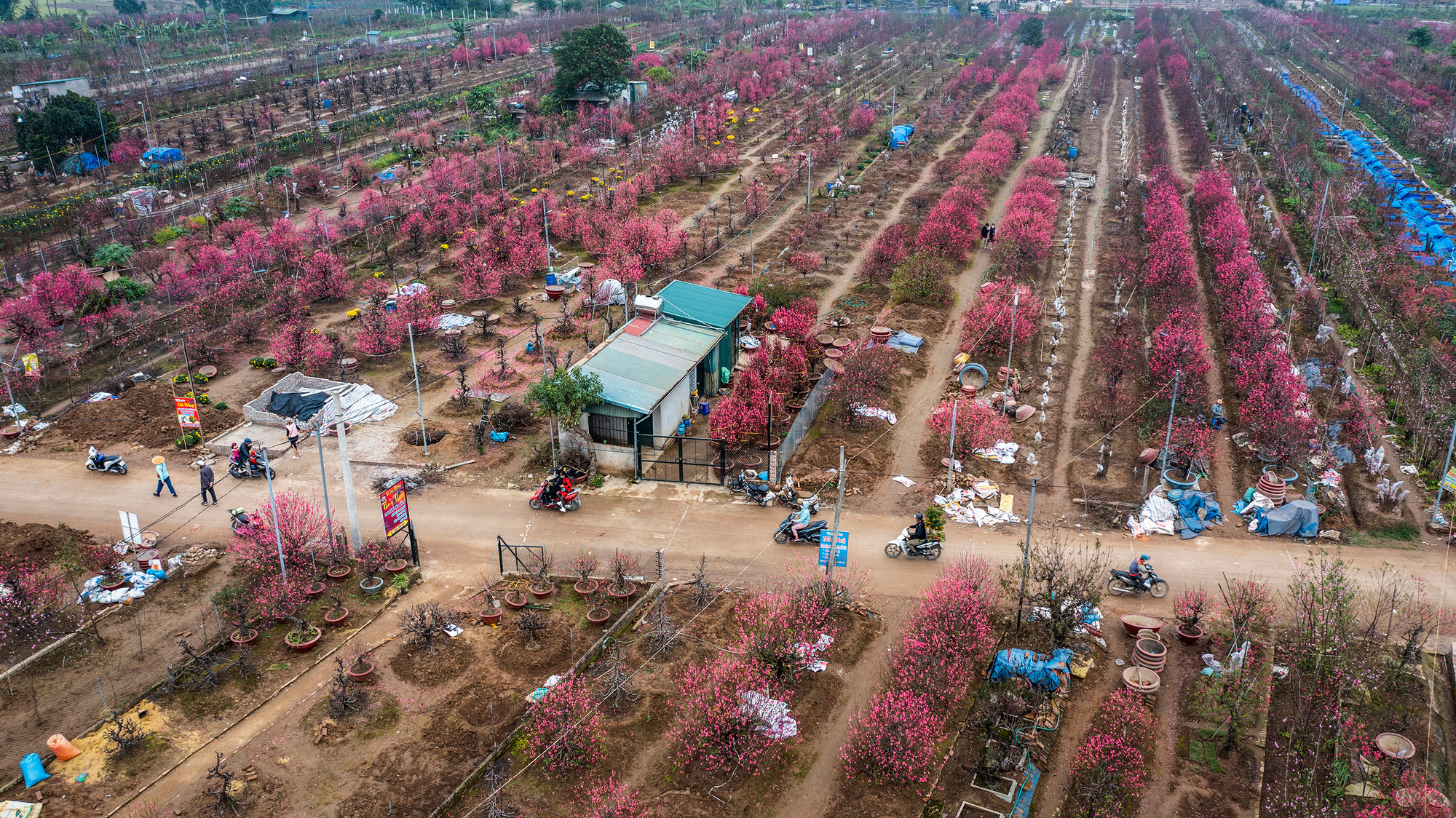 Quang cảnh làng đào Nhật Tân rực rỡ sắc hồng những ngày cận Tết.