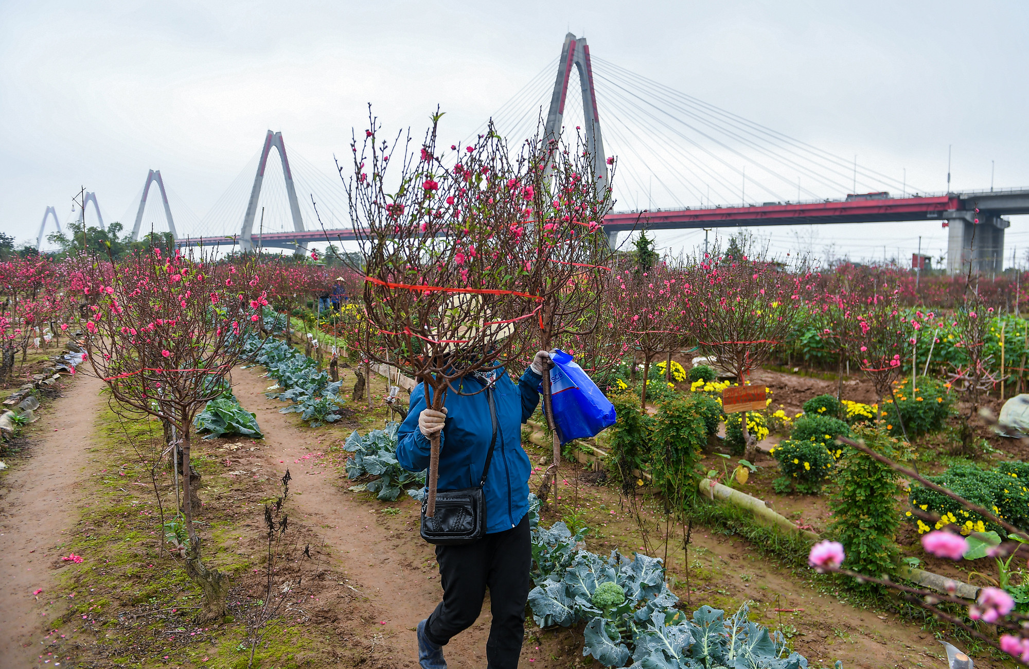 Tuy không nổi tiếng như Nhật Tân, song làng đào Phú Thượng cũng là điểm đến thu hút du khách. Trước kia, vườn hoa đào Phú Thượng có diện tích khá lớn, nay có phần thu hẹp lại. Tuy nhiên điều này không ảnh hưởng đến vẻ đẹp và chất lượng của đào Phú Thượng.