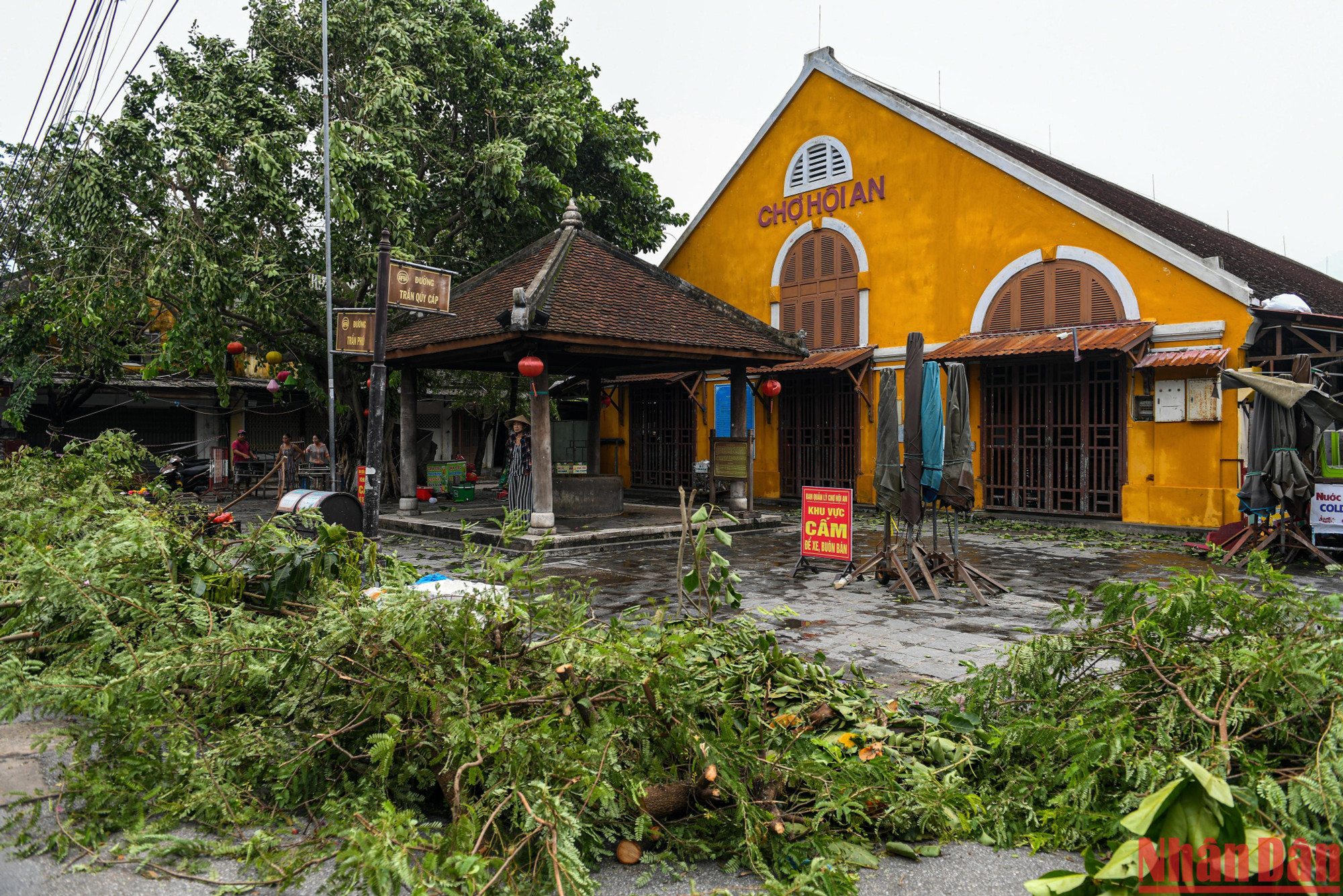 Cây đổ được người dân xếp quanh chợ Hội An để thuận tiện cho việc đi lại.