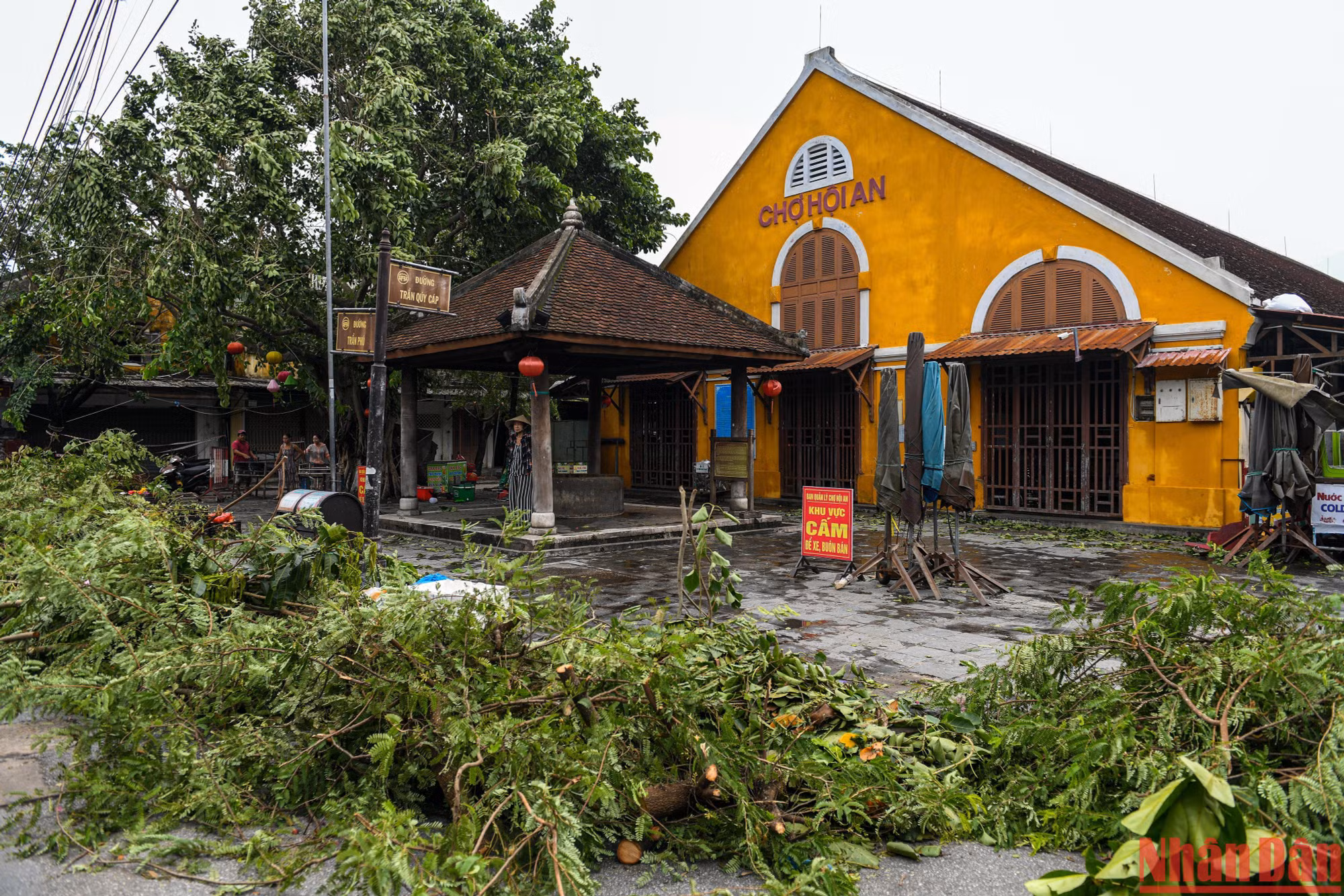 Cây đổ được người dân xếp quanh chợ Hội An để thuận tiện cho việc đi lại.