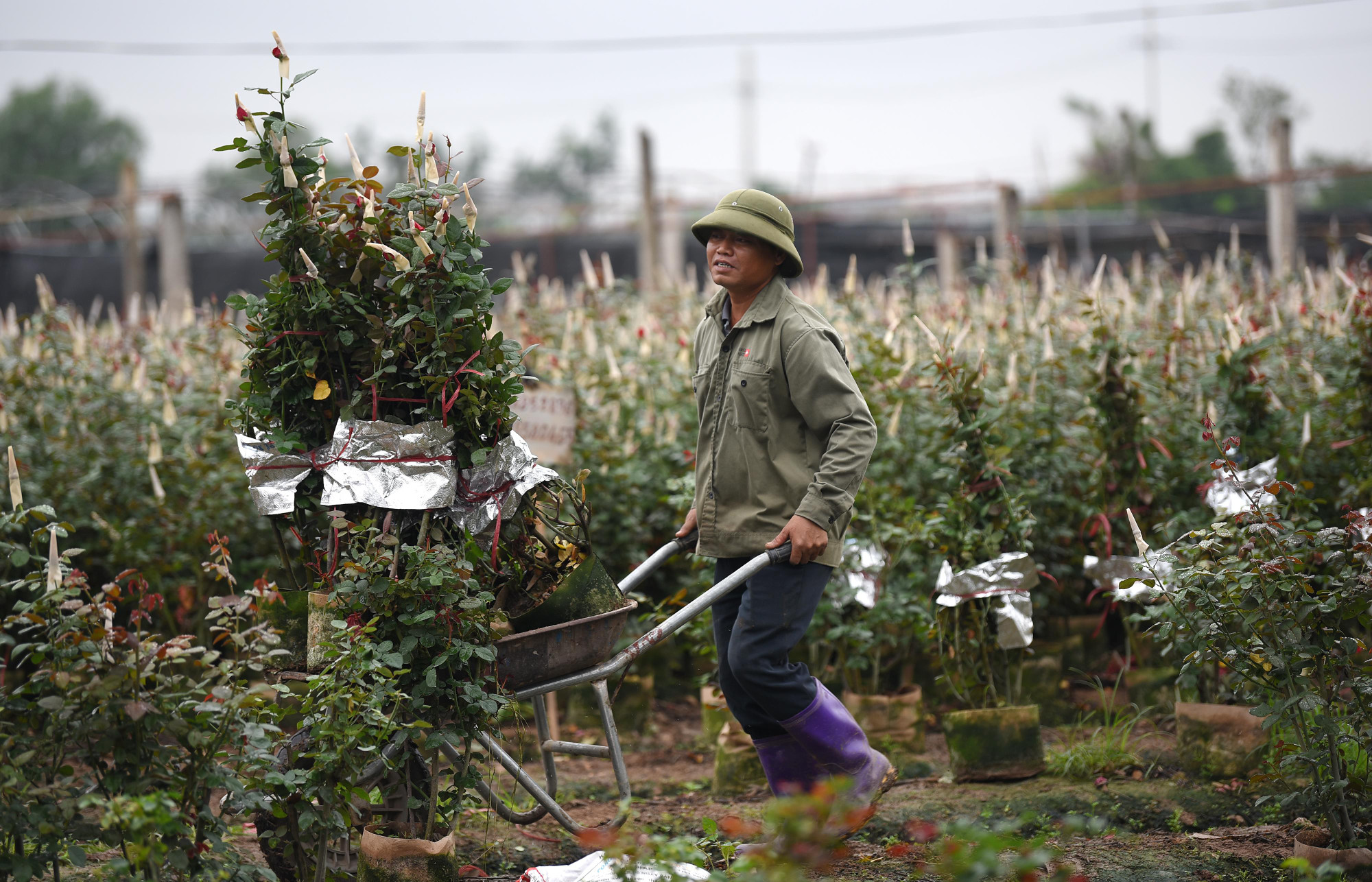 Đặng Chu Đồng (Vườn hoa Xuân Thủy) chia sẻ: Năm nay, huyện triển khai lễ hội hoa, người dân chúng tôi cũng phải tập trung hơn để giữ và chăm sóc hoa cho thật đẹp. Đây là lần đầu tiên huyện tổ chức lễ hội hoa nên chúng tôi rất phấn khởi. Các hộ cùng chung tay tham gia, chuẩn bị từ trước nhiều tháng với mong muốn đưa tới một lễ hội thật nhiều màu sắc. Chúng tôi mong muốn có nhiều người dân, quý khách thập phương về tham dự lễ hội hoa hồng của Mê Linh, đây cũng là điều kiện để quảng bá cho người dân trồng hoa chúng tôi.