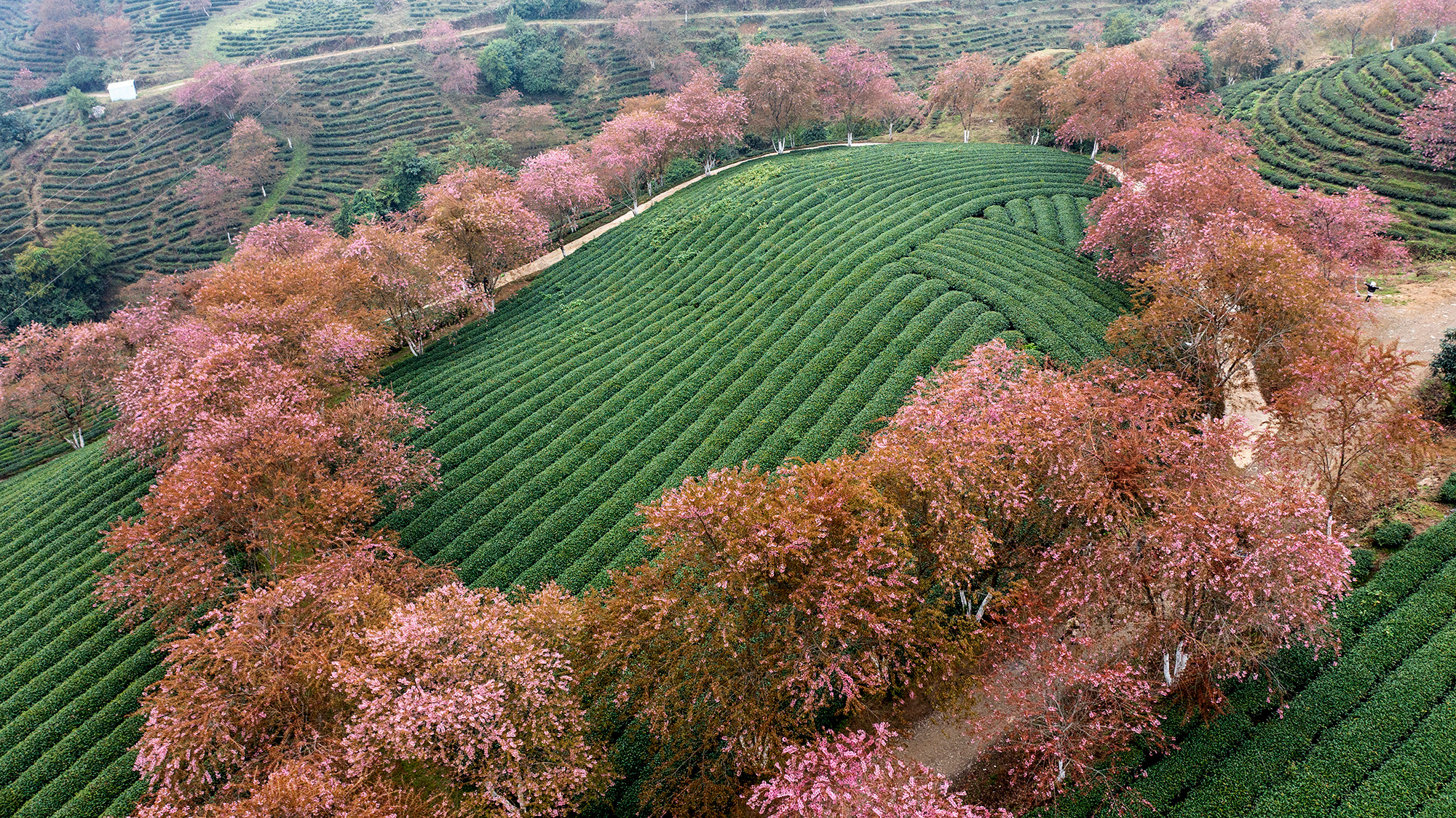 [Ảnh] Vẻ đẹp mai anh đào lẩn khuất trong mây ở đồi chè Ô Long ảnh 9