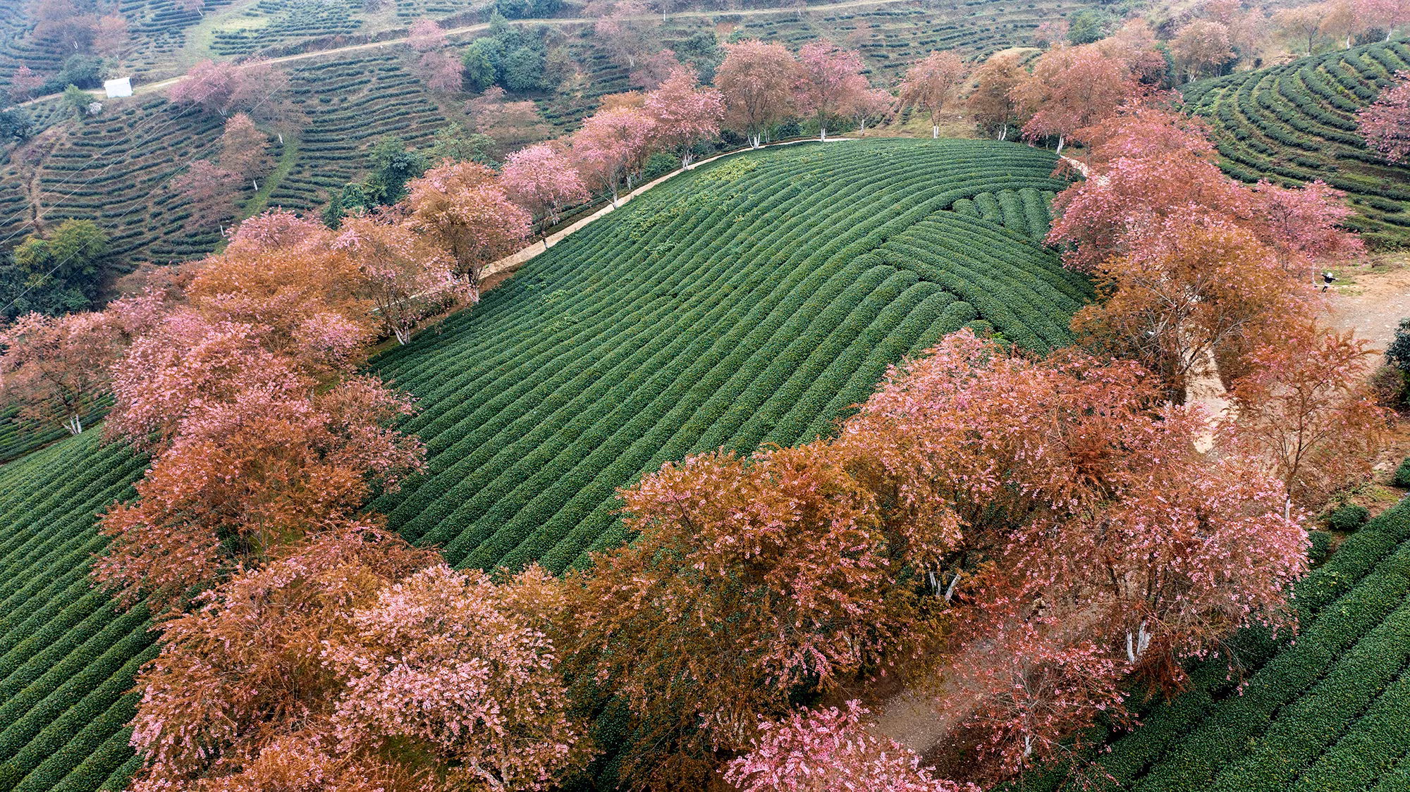 [Ảnh] Vẻ đẹp mai anh đào lẩn khuất trong mây ở đồi chè Ô Long ảnh 9