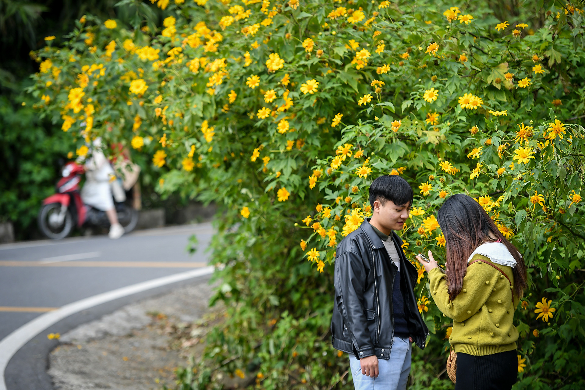 [Ảnh] Giới trẻ thích thú với rừng hoa dã quỳ ở Ba Vì ảnh 7