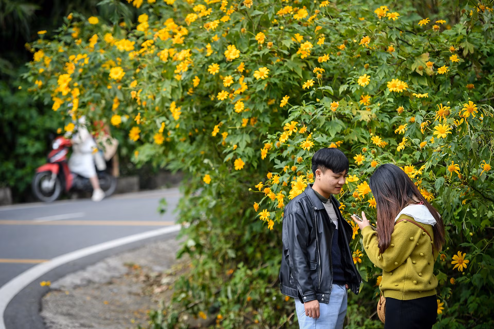 [Ảnh] Giới trẻ thích thú với rừng hoa dã quỳ ở Ba Vì ảnh 7