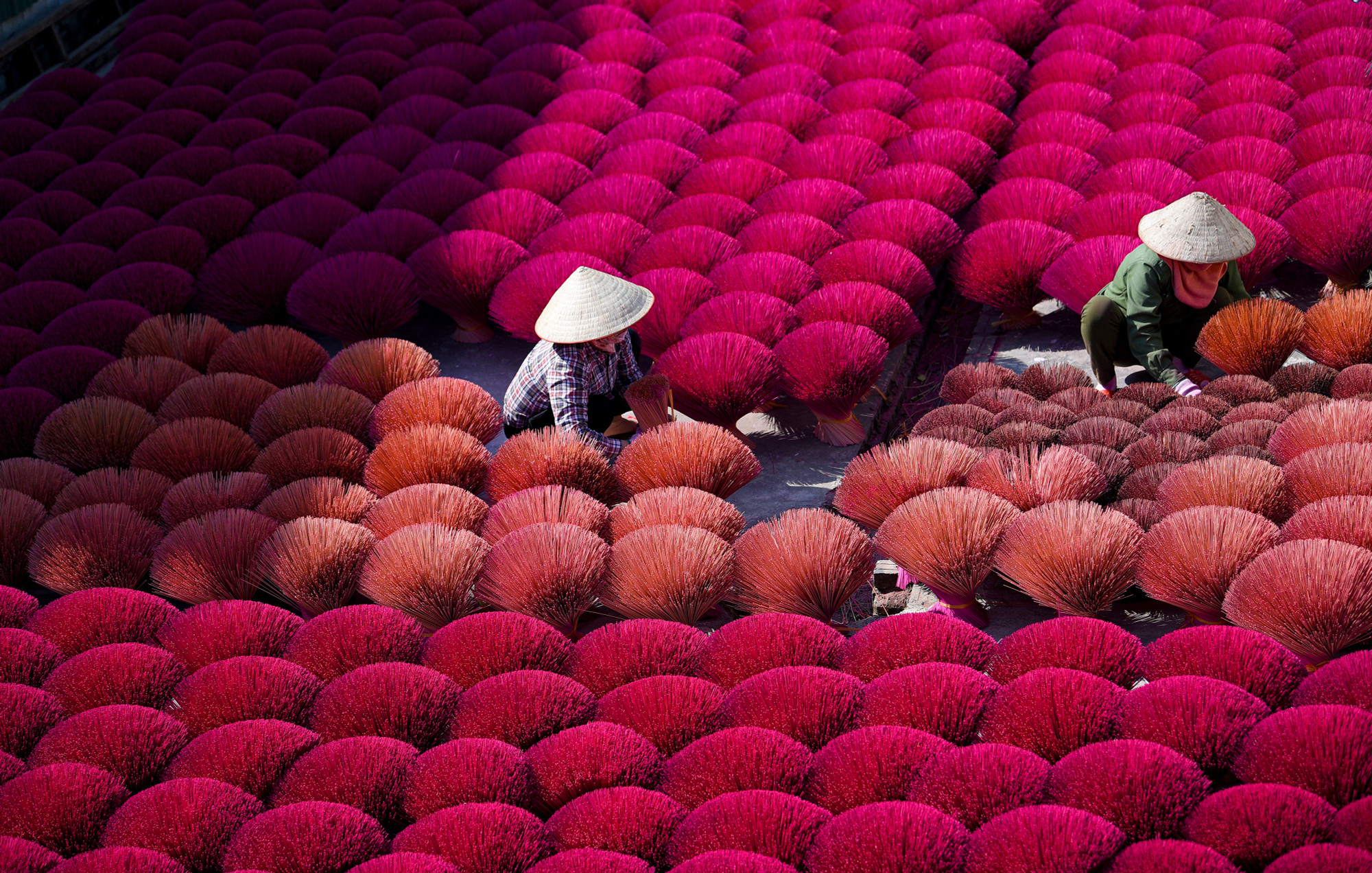 Vào những ngày nắng to, phơi hương cũng là một trong những công việc chính trong sản xuất tăm hương. Từng bó hương được xòe ra, bung tỏa như những đóa hoa khổng lồ dưới ánh nắng rực rỡ.
