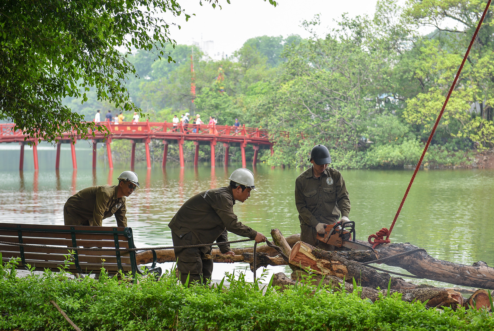 Sau khi chặt hạ xong, tại những vị trí chặt hạ sẽ trồng lại đúng loại cây sưa đỏ ban đầu. Các cây sưa đỏ mới trồng sẽ đảm bảo có đường kính từ 10cm trở lên.