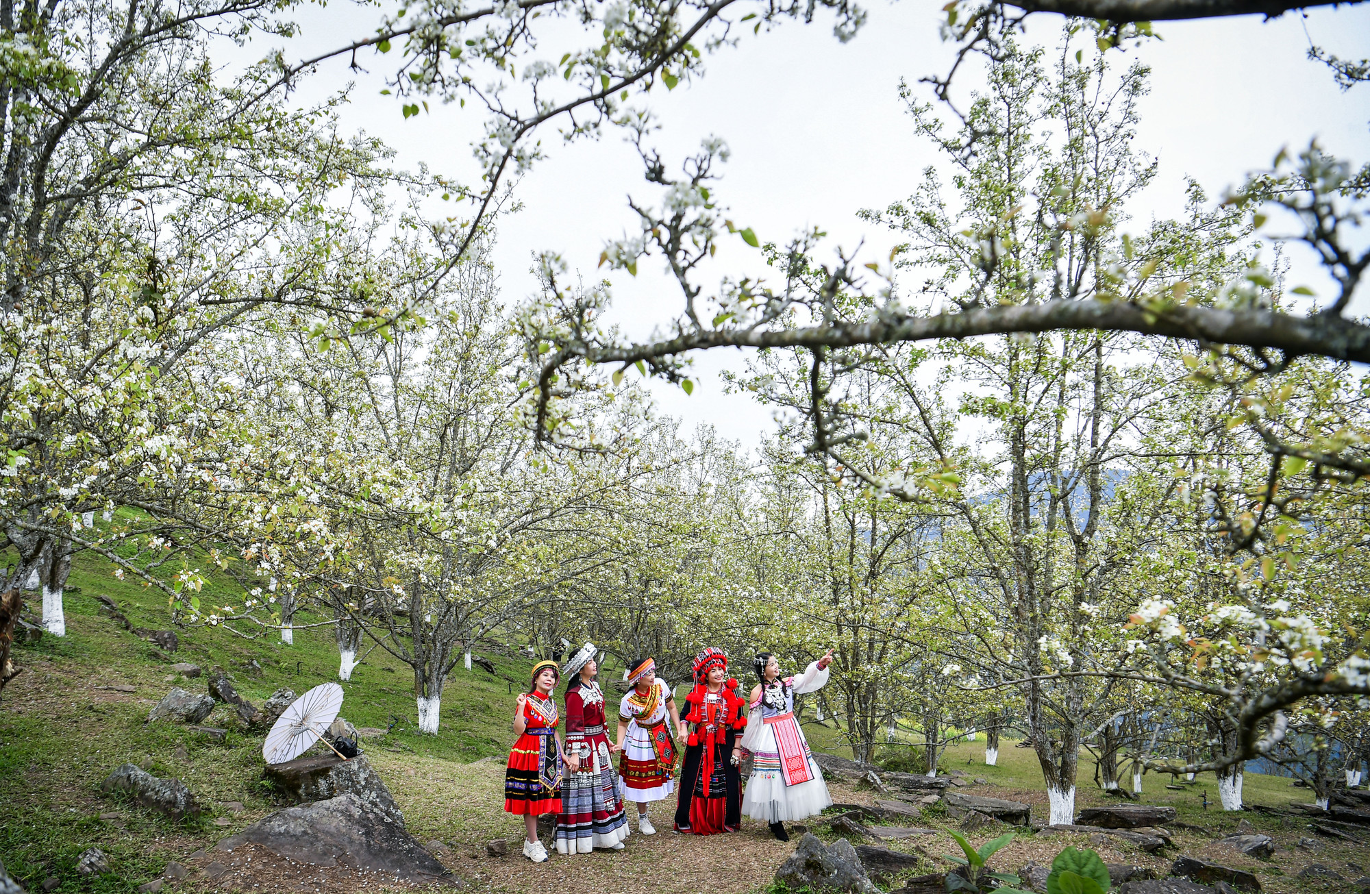 [Ảnh] Lạc bước giữa vườn hoa lê đẹp như cổ tích ở Na Hang, Tuyên Quang ảnh 1