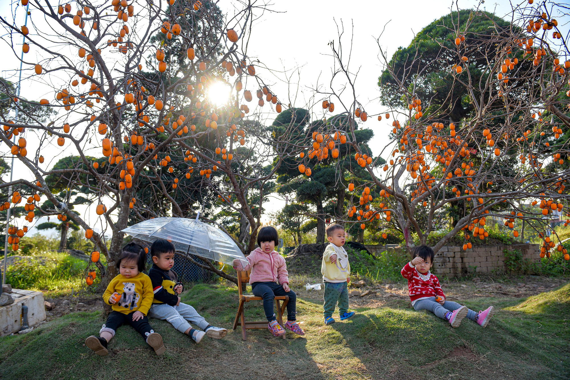 Những cành hồng trĩu quả với gam màu bắt mắt, góp phần tạo nên bức tranh sắc màu của cao nguyên Mộc Châu.