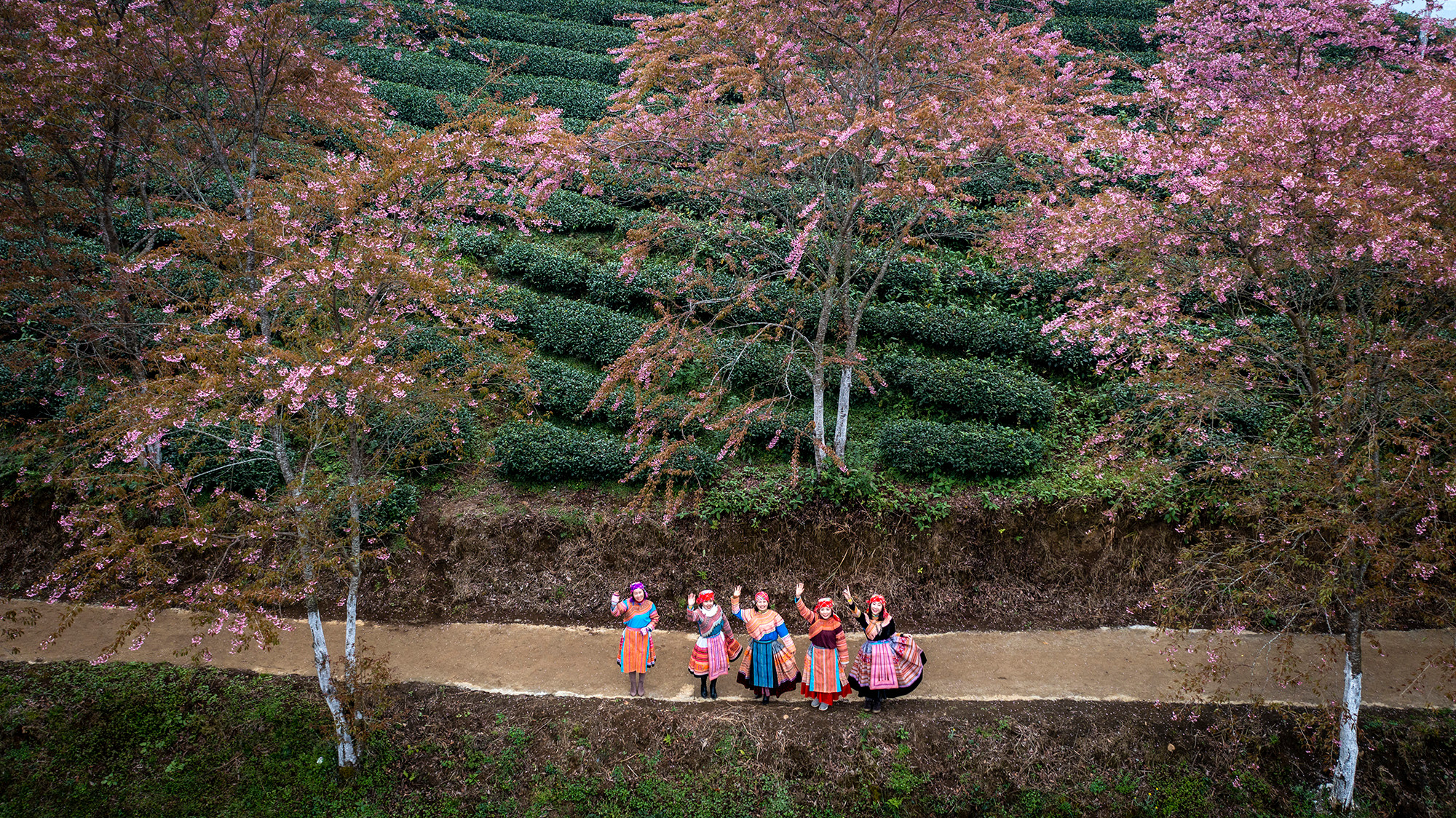 [Ảnh] Vẻ đẹp mai anh đào lẩn khuất trong mây ở đồi chè Ô Long ảnh 4