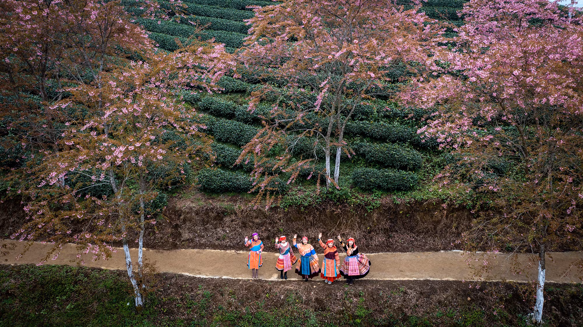 [Ảnh] Vẻ đẹp mai anh đào lẩn khuất trong mây ở đồi chè Ô Long ảnh 4