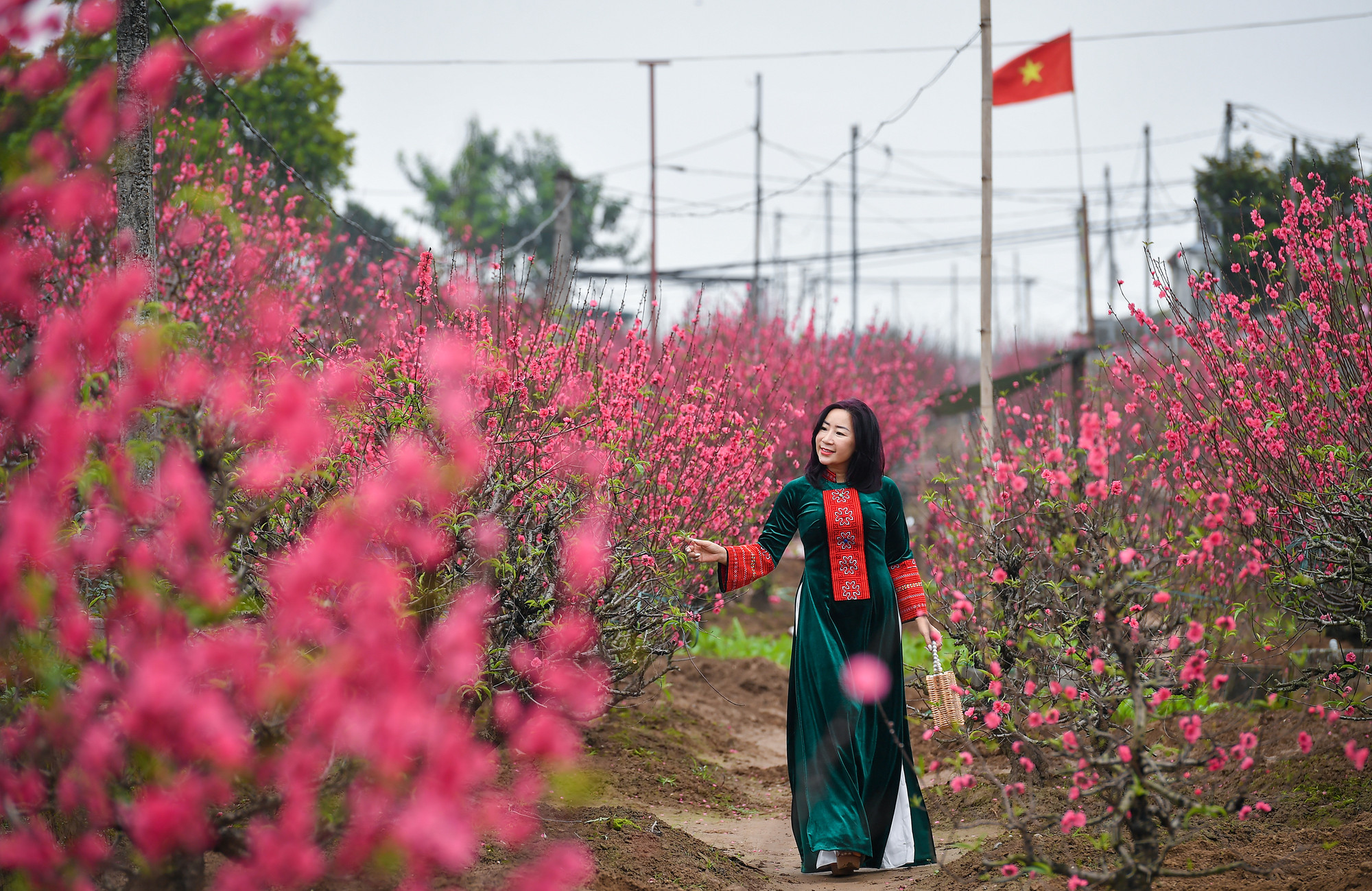 Thiếu nữ duyên dáng bên những cây Đào Nhật Tân đang khoe sắc là một nét đẹp ngày Tết.