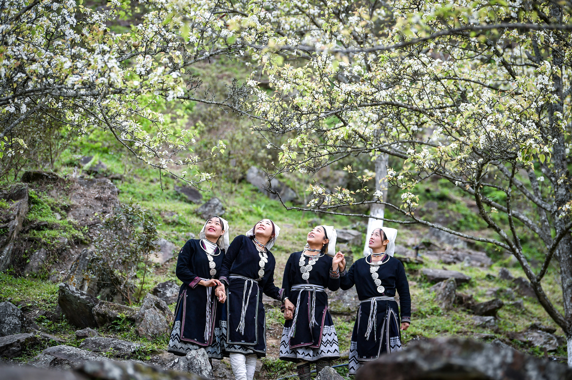 [Ảnh] Lạc bước giữa vườn hoa lê đẹp như cổ tích ở Na Hang, Tuyên Quang ảnh 5