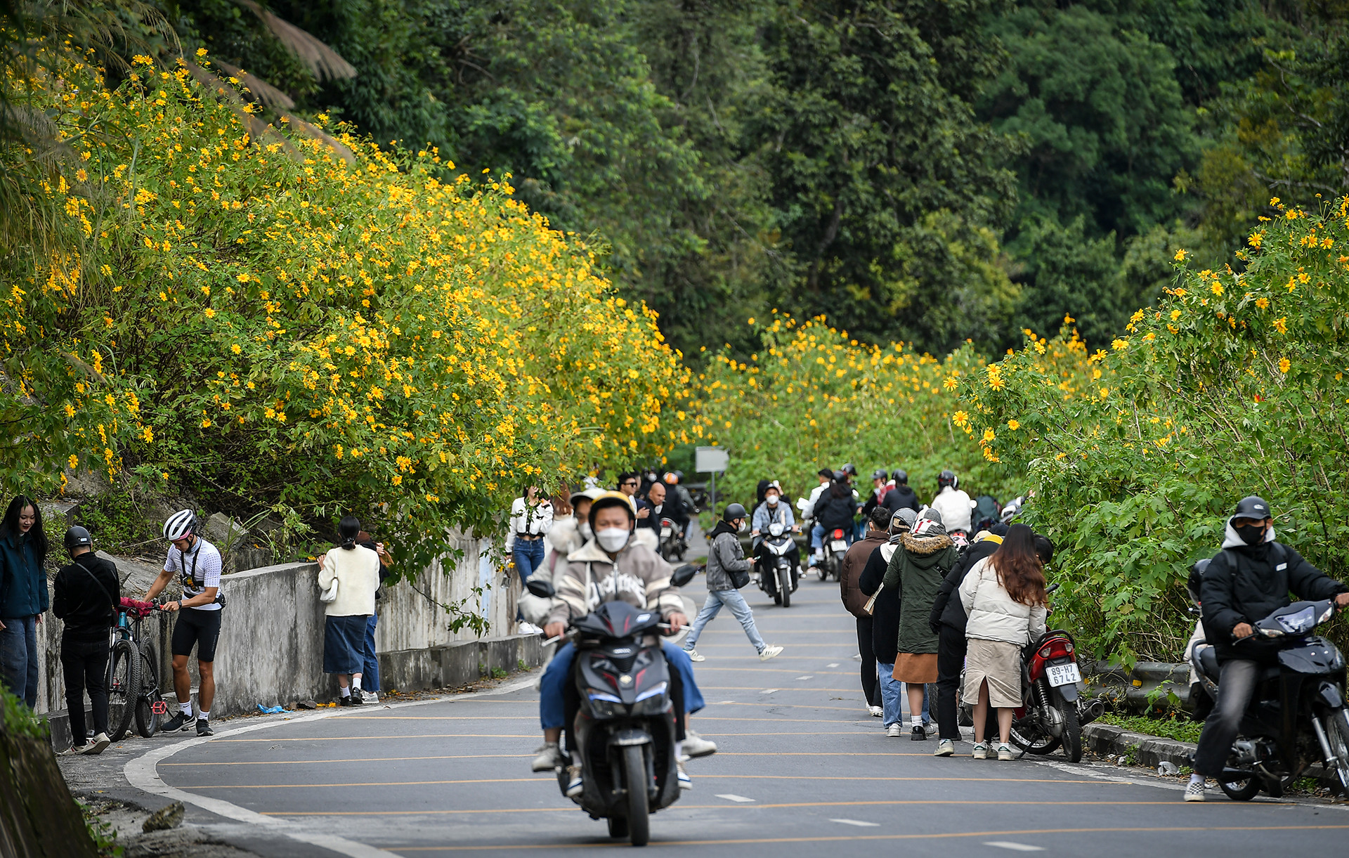 [Ảnh] Giới trẻ thích thú với rừng hoa dã quỳ ở Ba Vì ảnh 1