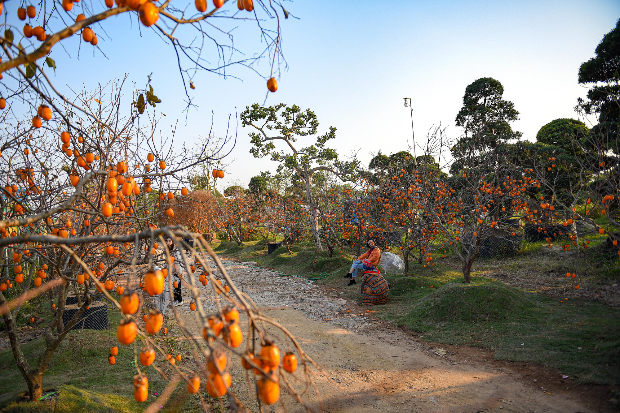 Những ngày cuối thu, đầu đông, vườn hồng giòn, hồng chát bắt đầu vào mùa chín rộ trên cao nguyên Mộc Châu đã được chuyển về giữa lòng Hà Nội.