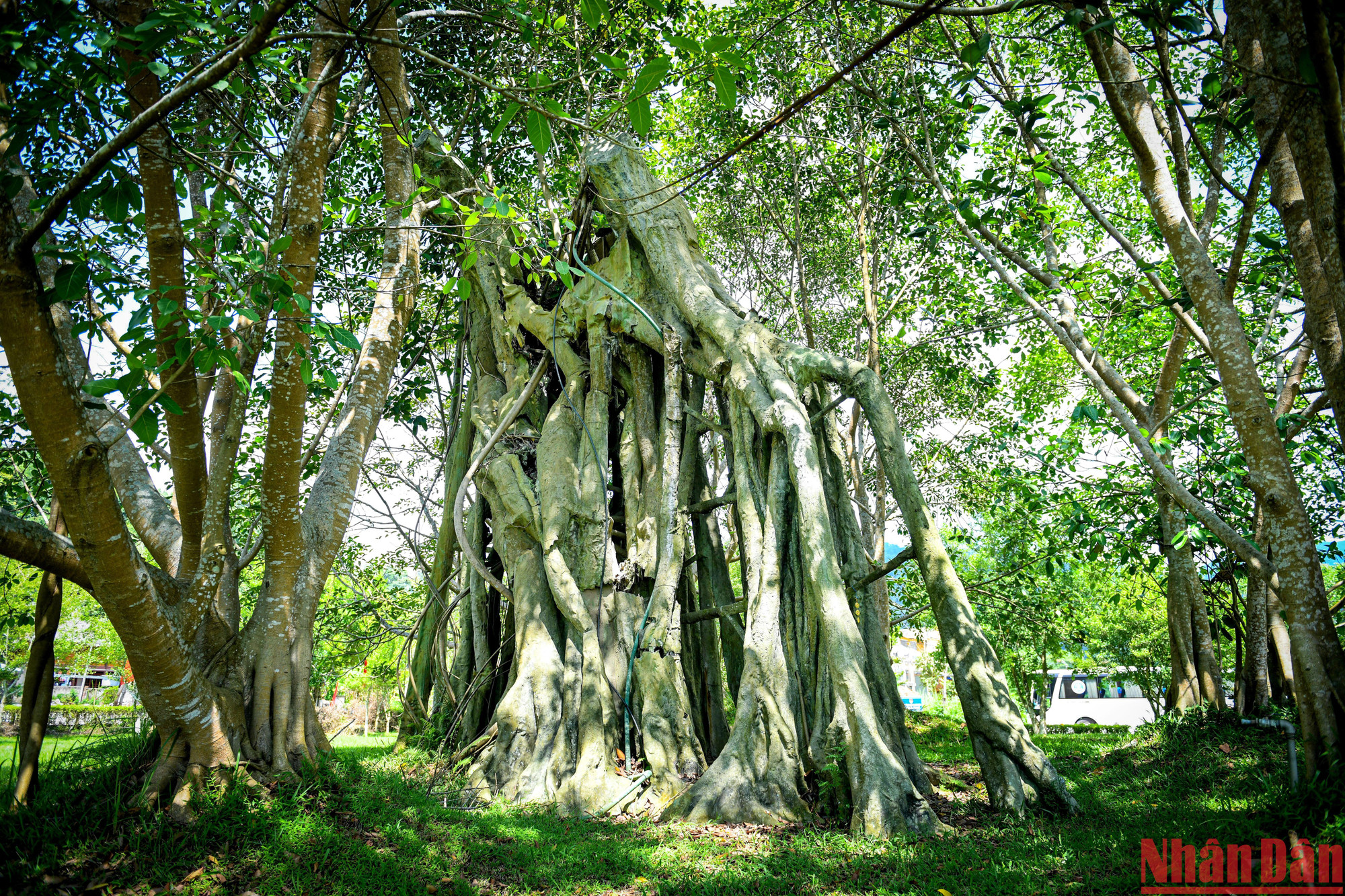 Trước đây, cây đa Tân Trào cành lá sum suê, gồm hai cây mọc cách nhau chừng 10m, người dân địa phương thường gọi với cái tên dân dã là “cây đa ông” và “cây đa bà”. Năm 1993, do ảnh hưởng của một trận bão, “cây đa ông” bị đổ, chỉ còn lại một nhánh nhỏ. Chính quyền địa phương đã chăm sóc, phục hồi, đến nay cây đa Tân Trào đã hồi sinh và sinh trưởng mạnh mẽ, xung quanh trồng thêm 6 cây đa con tượng trưng cho 6 huyện của tỉnh Tuyên Quang.