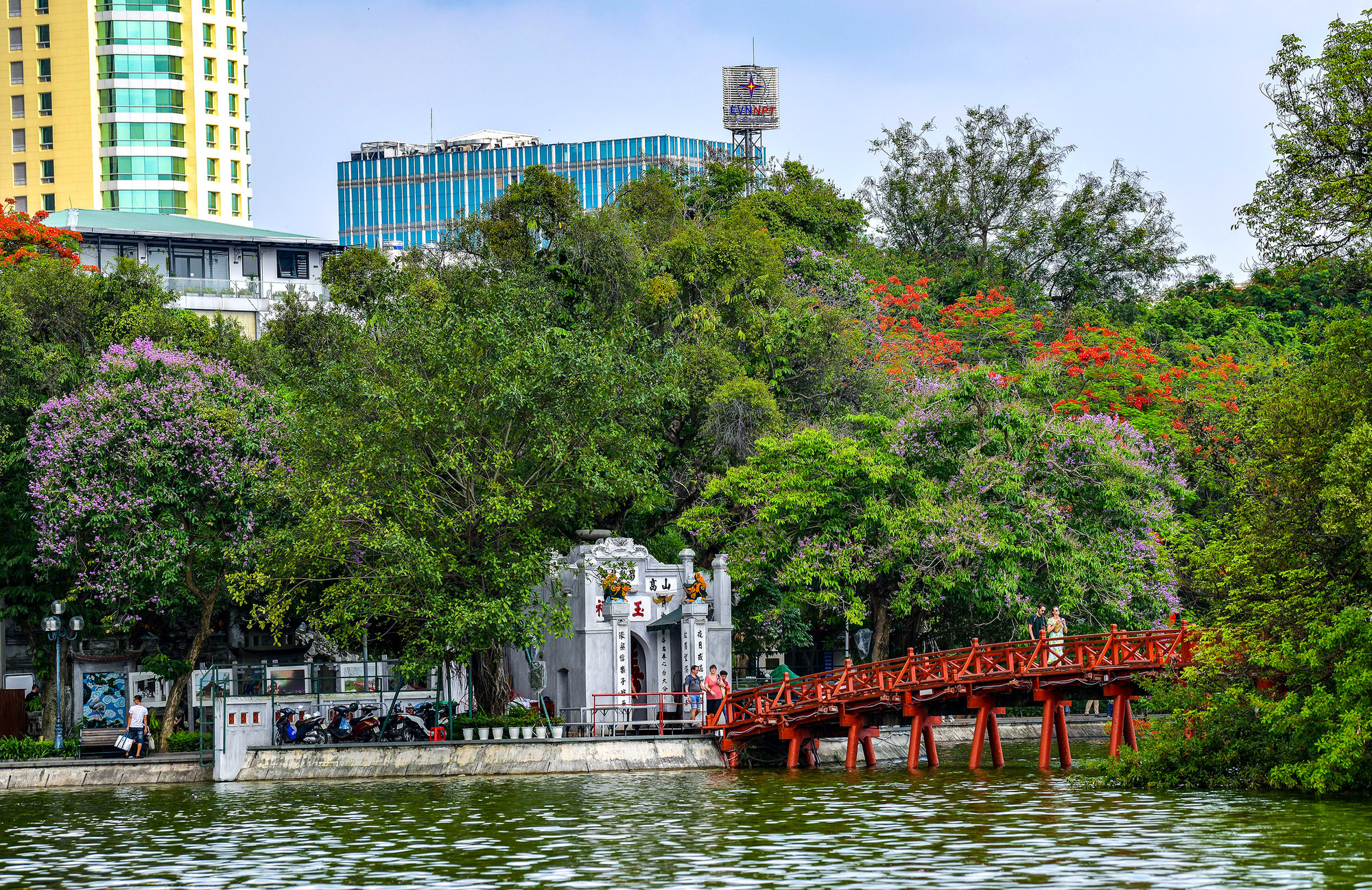 Những cây hoa bằng lăng nở rộ cùng phượng vĩ đỏ rực rỡ bên cầu Thê Húc.