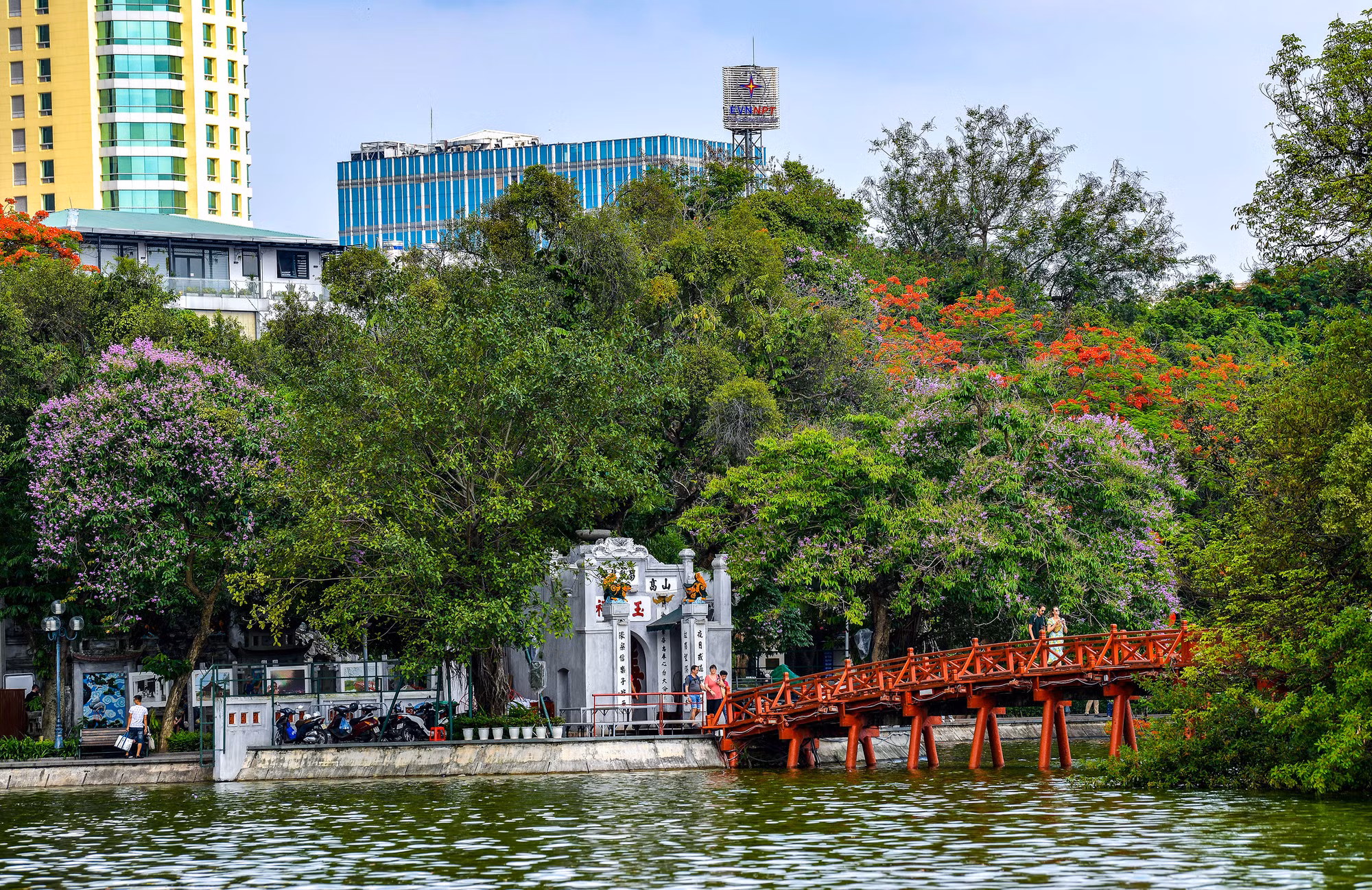 Những cây hoa bằng lăng nở rộ cùng phượng vĩ đỏ rực rỡ bên cầu Thê Húc.