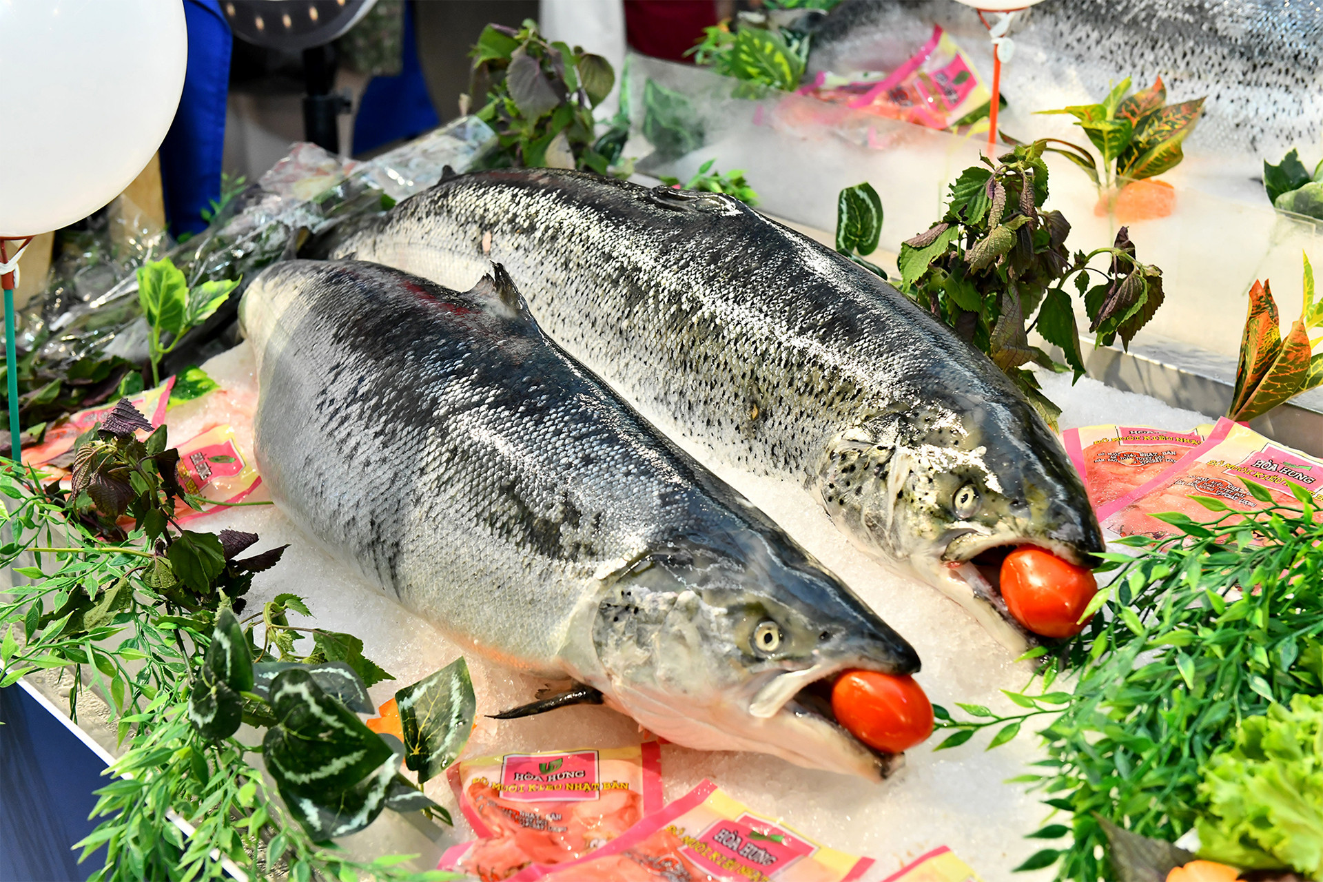 Để có những con cá hồi tươi ngon, điểm mấu chốt là Na Uy áp dụng phương pháp tiếp cận tổng thể, dựa vào hệ sinh thái để đánh bắt và nuôi trồng thủy hải sản, cùng với đó là các quy định nghiêm ngặt để bảo vệ mọi loài trong vùng biển của Na Uy. Để có những con cá hồi tươi ngon, điểm mấu chốt là Na Uy áp dụng phương pháp tiếp cận tổng thể, dựa vào hệ sinh thái để đánh bắt và nuôi trồng thủy hải sản, cùng với đó là các quy định nghiêm ngặt để bảo vệ mọi loài trong vùng biển của Na Uy.