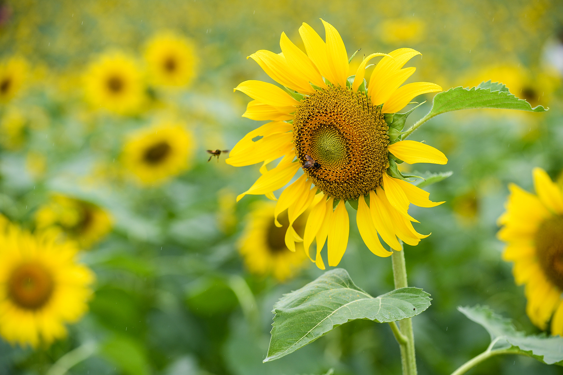 [Ảnh] Mê mẩn ngắm cánh đồng hoa hướng dương rực rỡ khoe sắc tại Ecopark ảnh 6