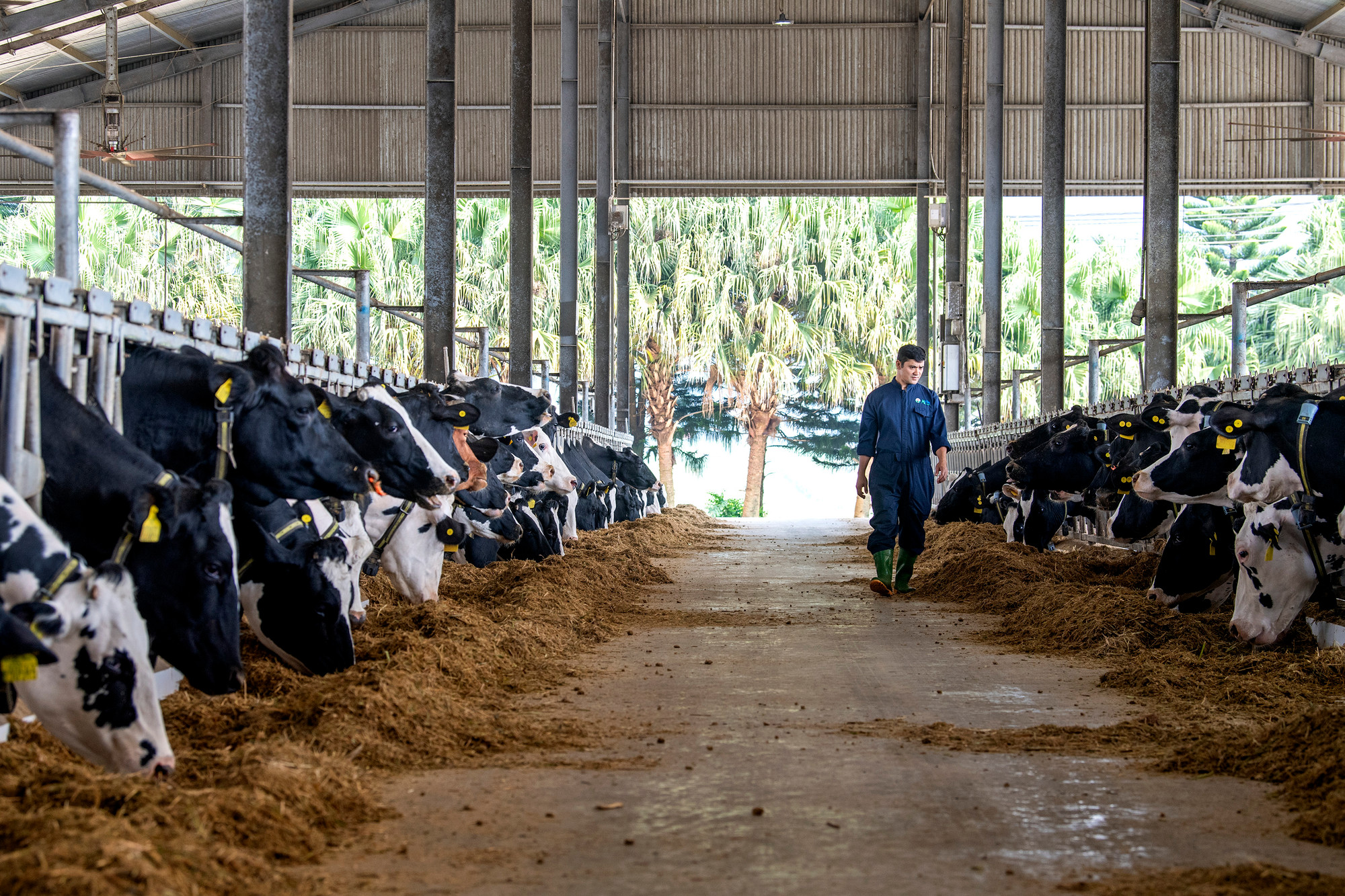 Các trang trại chăn nuôi của Mộc Châu Milk đều áp dụng theo mô hình tiêu chuẩn nghiêm ngặt của châu Âu.