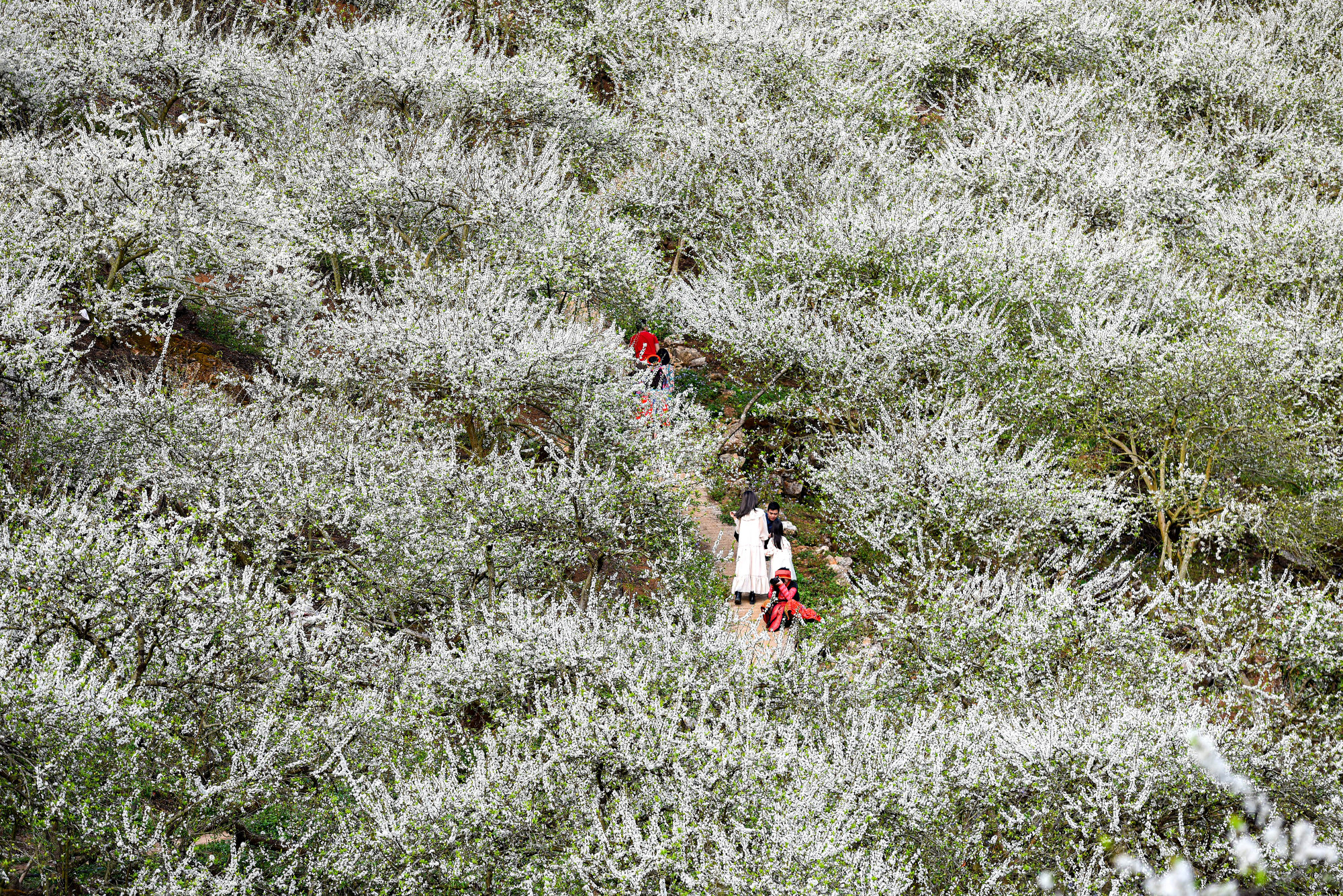 Cảnh sắc tại thung lũng mận Mu Náu với vẻ nguyên sơ vốn có của thiên nhiên níu chân du khách mỗi lần ghé thăm. Đến đây, du khách sẽ được chiêm ngưỡng bức tranh "thiên đường trắng", không phải tuyết, không phải hoa cải trắng mà là sắc trắng tinh khôi của hoa mận.
