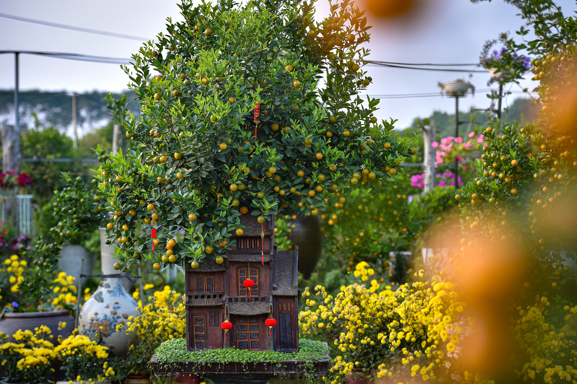 Những dòng cây hiện tại ở vườn đa dạng về kích thước từ mini đến những dòng lớn để ở đại sảnh, phong phú về mẫu mã.