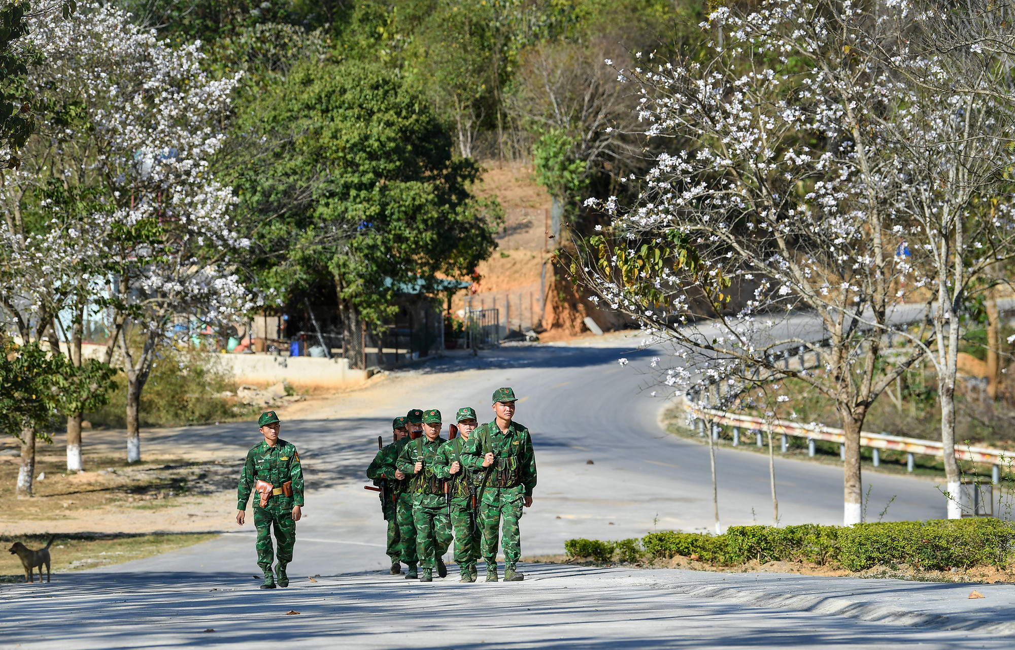 [Ảnh] Thiếu nữ Tây Bắc khoe sắc cùng hoa ban Điện Biên những ngày tháng 3 ảnh 12