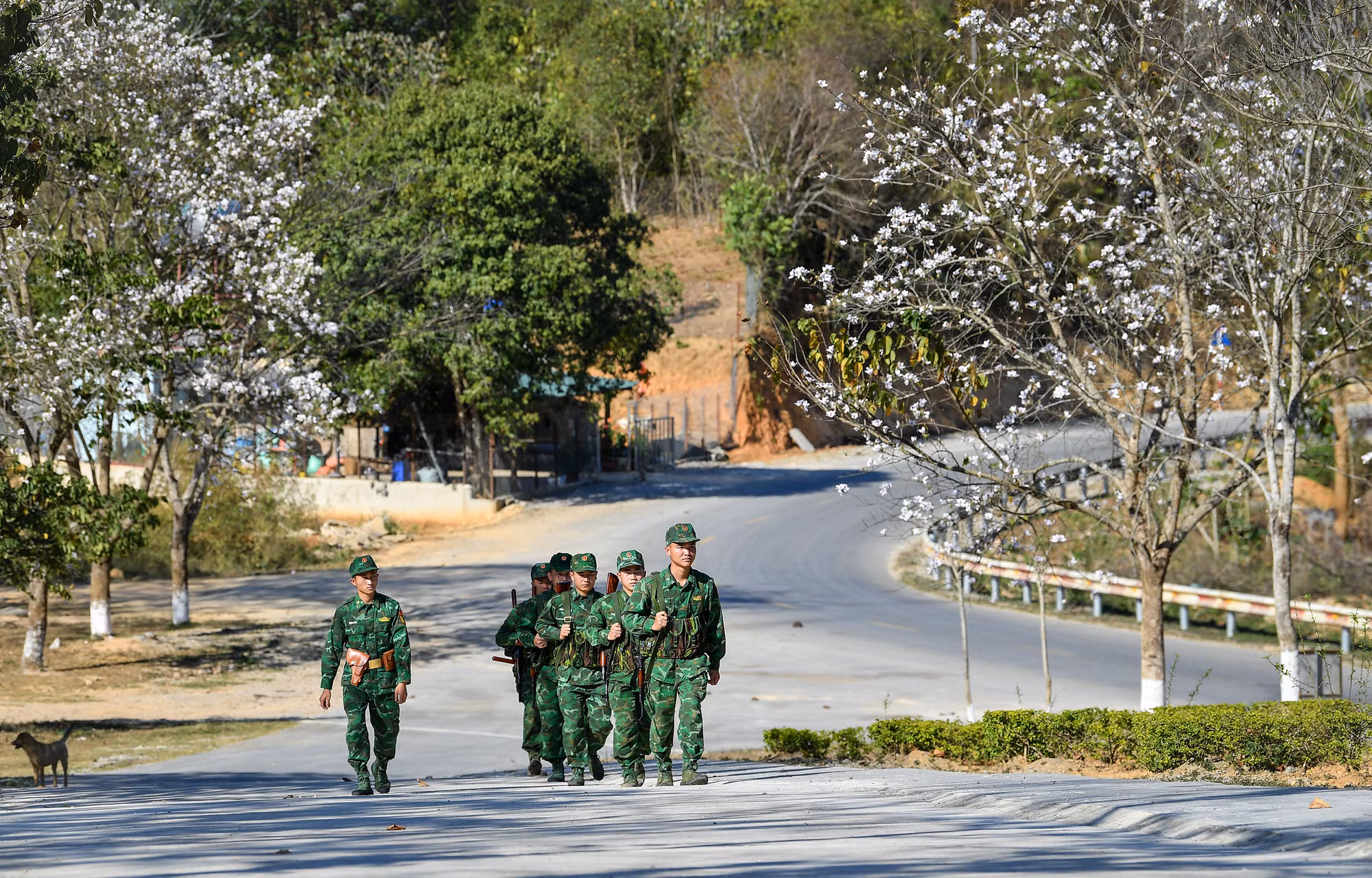[Ảnh] Thiếu nữ Tây Bắc khoe sắc cùng hoa ban Điện Biên những ngày tháng 3 ảnh 12
