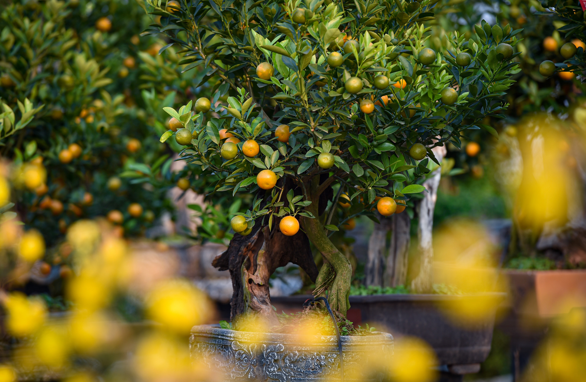 Theo tìm hiểu, năm nay “quất mộc căn” đang được nhiều người yêu cây cảnh săn đón. Cây quất mộc căn sẽ được người trồng đưa lộ lên khỏi mặt đất để phô ra bộ rễ của cây.
