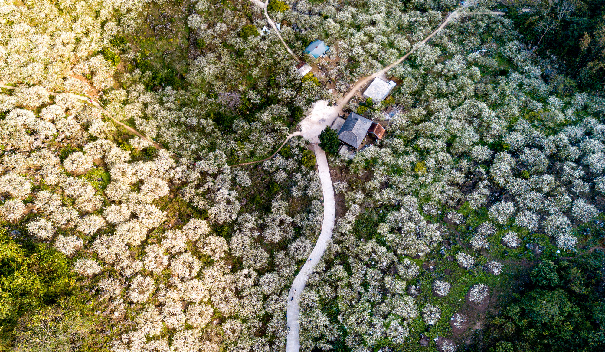 Thung lũng mận Mu Náu đẹp mê hồn nhìn từ trên cao.