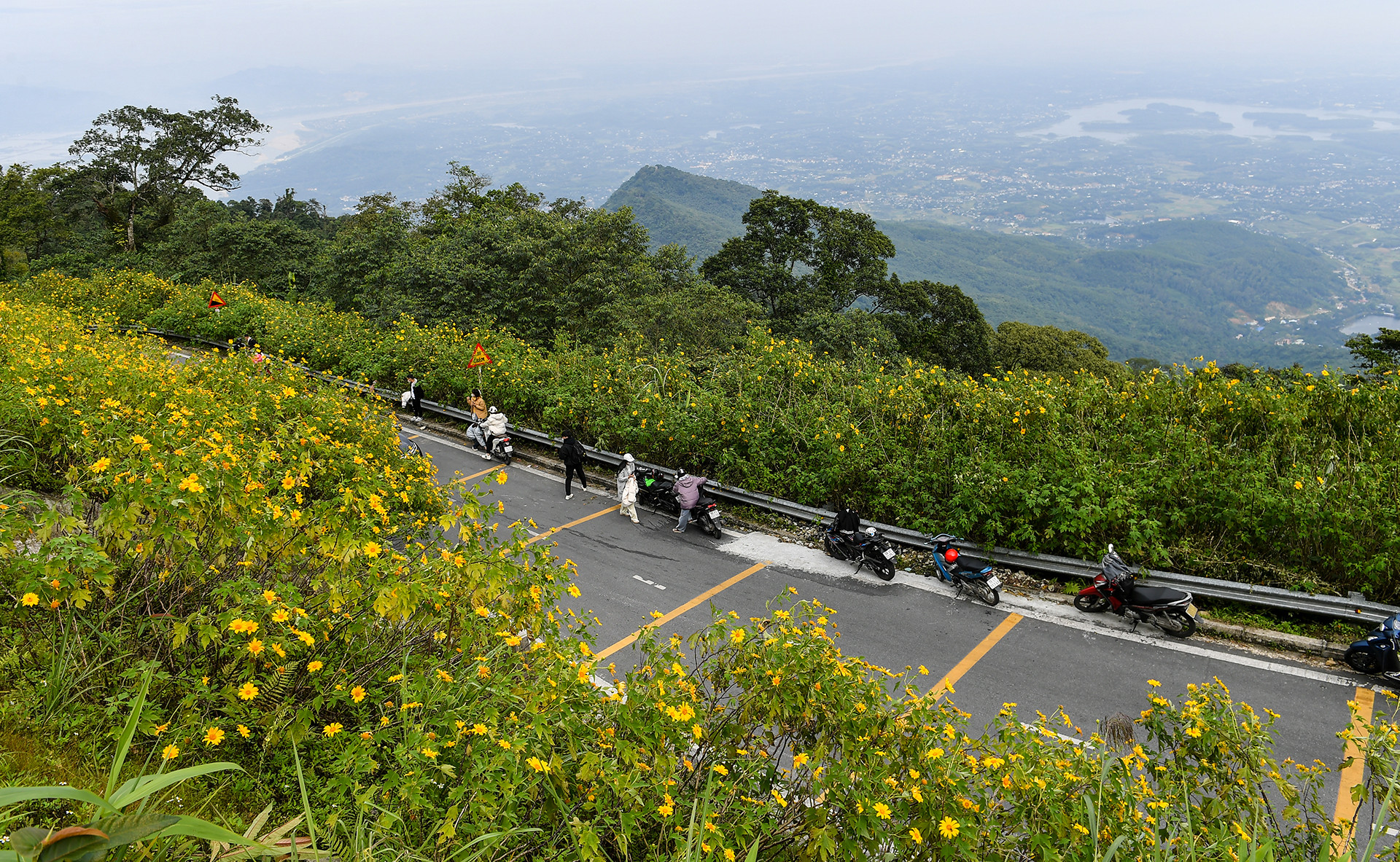 [Ảnh] Giới trẻ thích thú với rừng hoa dã quỳ ở Ba Vì ảnh 9