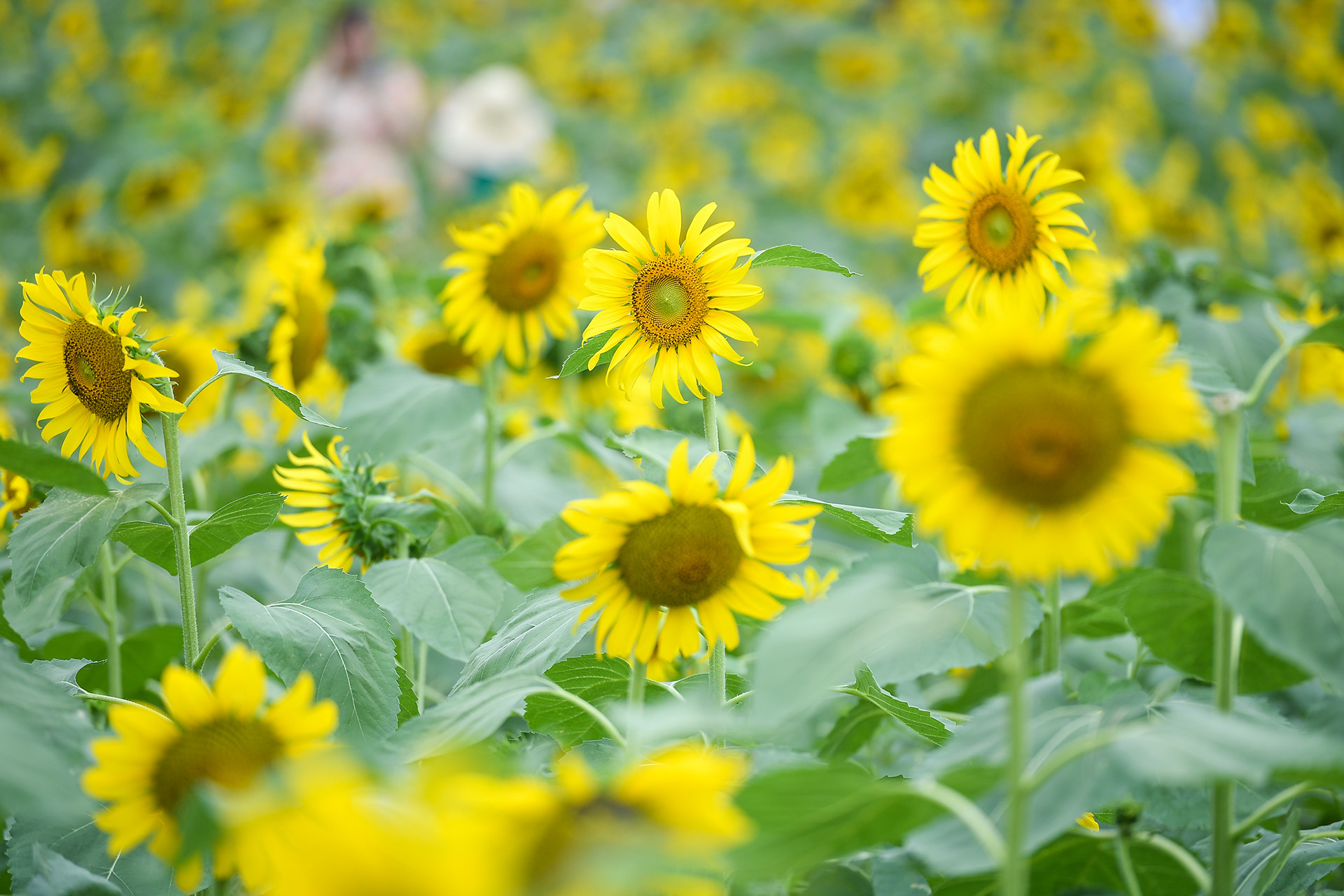 [Ảnh] Mê mẩn ngắm cánh đồng hoa hướng dương rực rỡ khoe sắc tại Ecopark ảnh 10