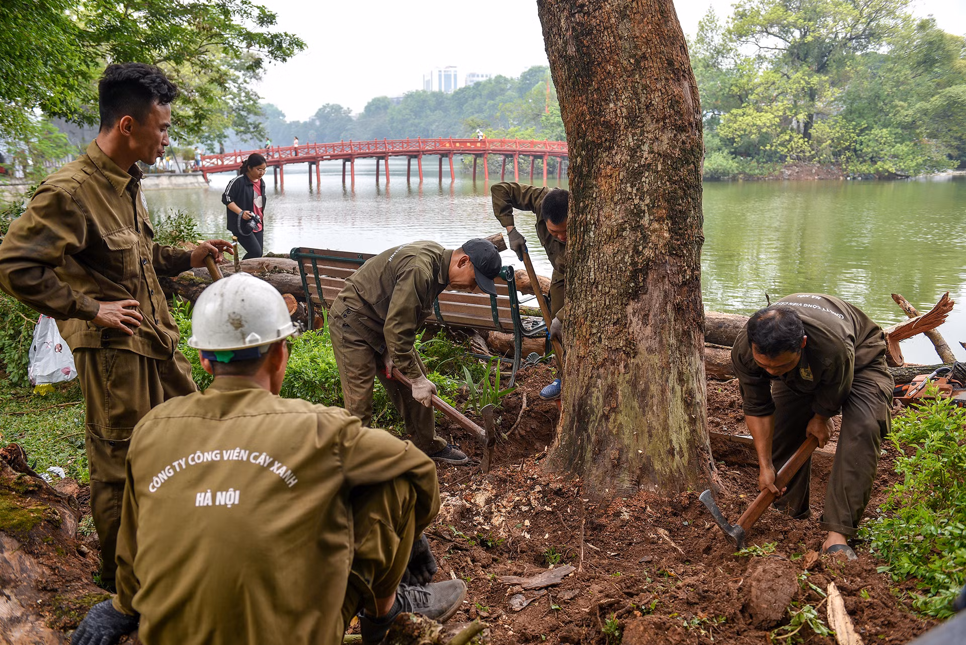 [Ảnh] Chặt hạ 3 cây sưa quý hiếm chết khô tại hồ Hoàn Kiếm