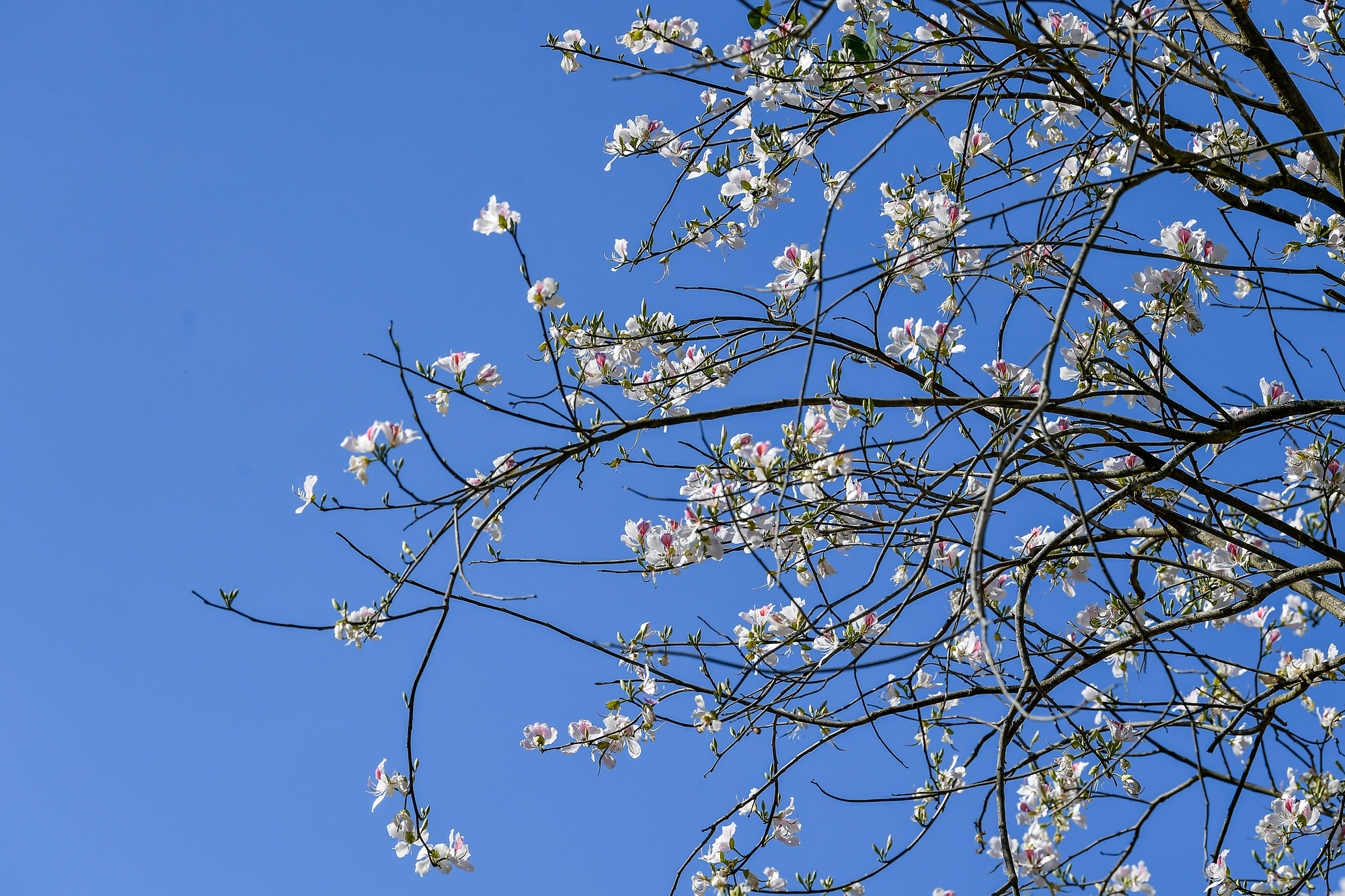 [Ảnh] Thiếu nữ Tây Bắc khoe sắc cùng hoa ban Điện Biên những ngày tháng 3 ảnh 2