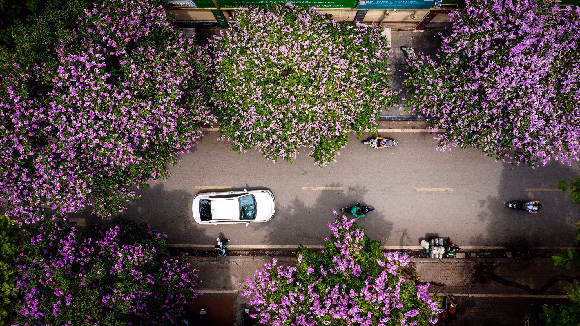 [Ảnh] Bằng lăng tím "mộng mơ" phủ khắp phố phường Hà Nội