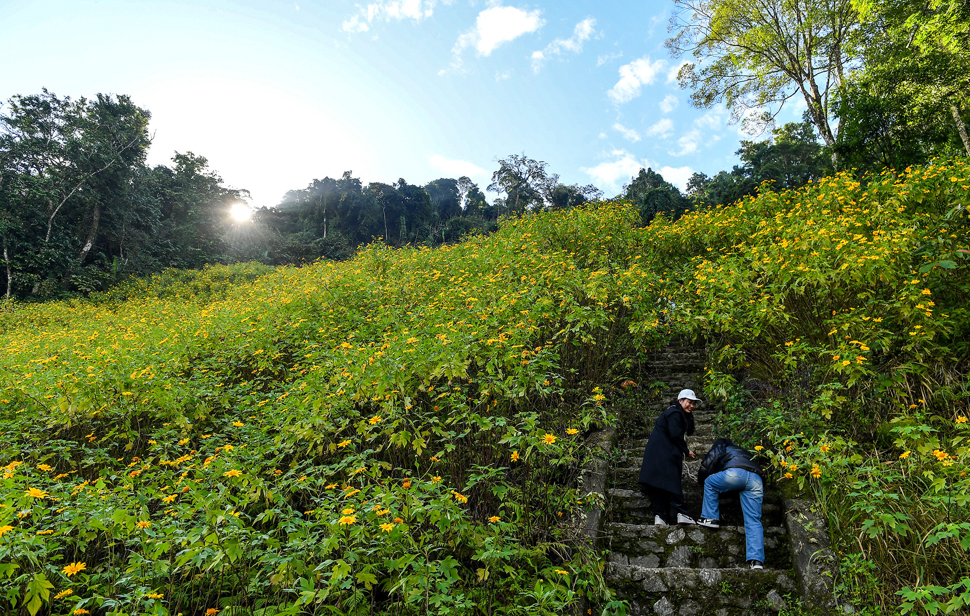 [Ảnh] Giới trẻ thích thú với rừng hoa dã quỳ ở Ba Vì ảnh 6