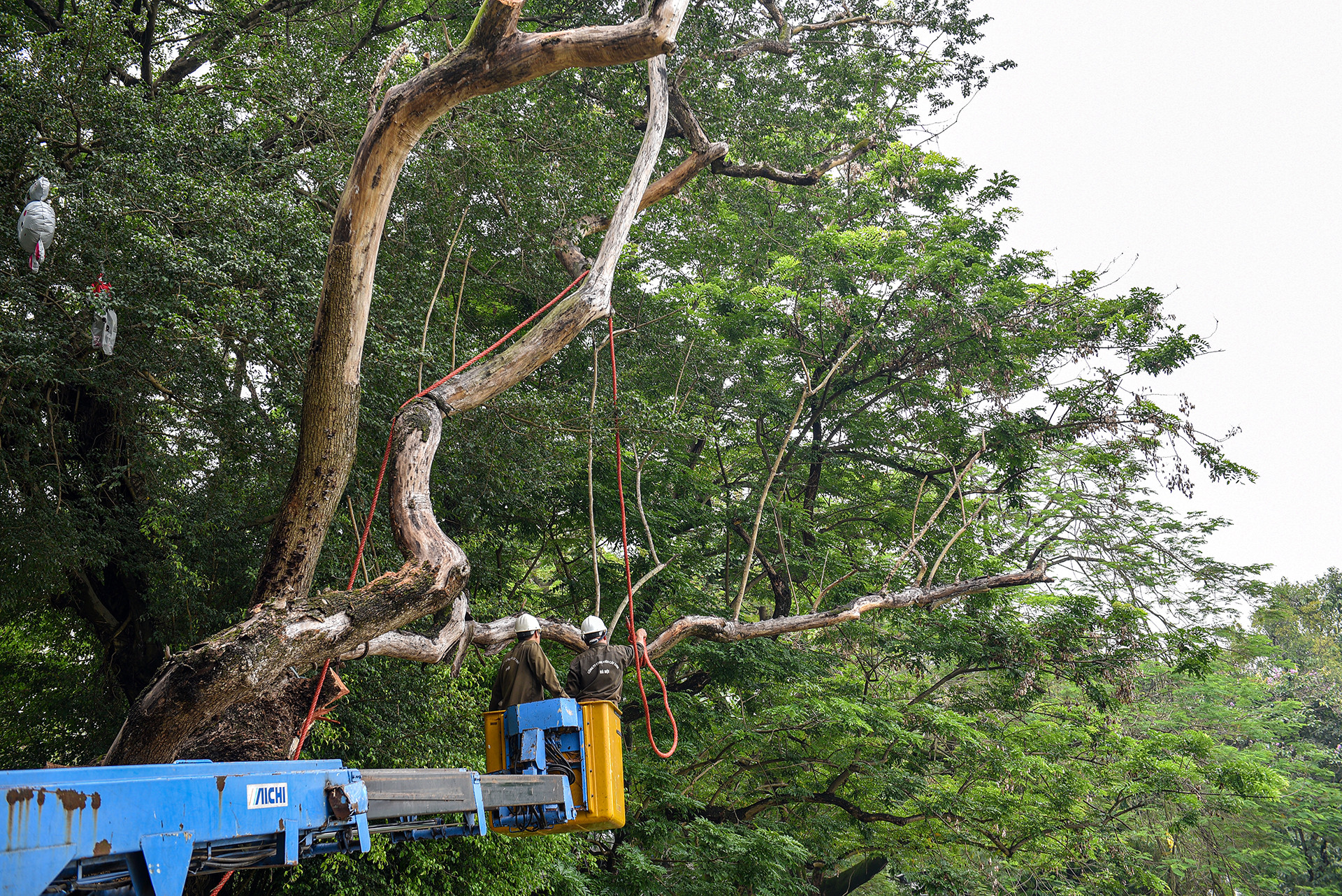 Trước đó, ngày 6/4, Tổ công tác kiểm tra hiện trạng cây xanh đã khảo sát cây xanh, vườn hoa khu vực hồ Hoàn Kiếm. Tổ công tác lập biên bản tại hiện trường với 3 cây sưa bị chết, gồm: 2 cây sưa gần đồng hồ hoa Thụy Sĩ, sát mép hồ và 1 cây sưa đối diện ngã 3 Lò Sũ - Đinh Tiên Hoàng (ô số 94).