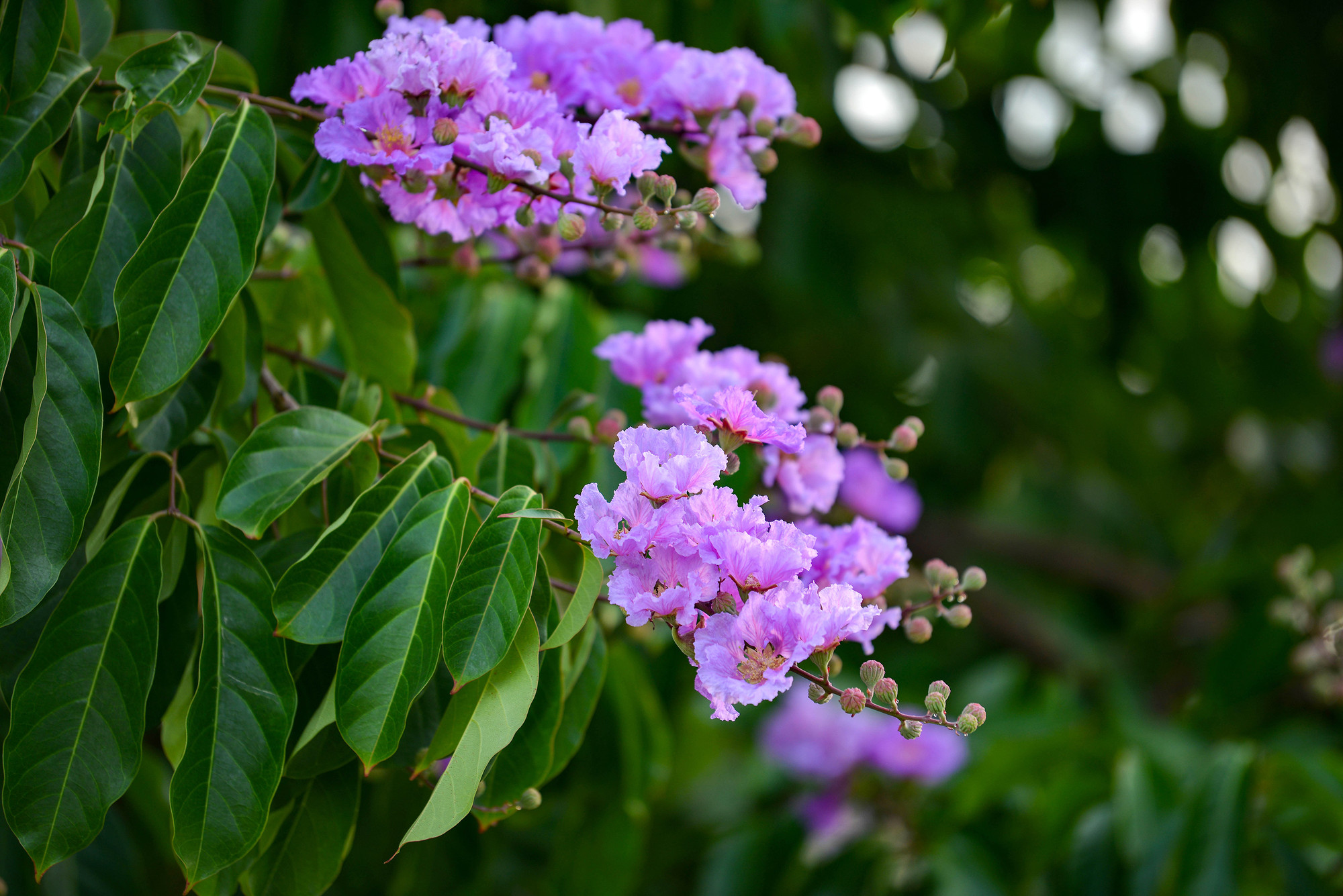 Những ngày đầu tháng 5, các con phố Hà Nội như được khoác lên mình một lớp áo mầu tím ngắt - mầu của hoa bằng lăng. Những cây bằng lăng khiêm nhường ngày nào bỗng trở nên thu hút đến lạ kỳ với những bông hoa mầu tím bồng bềnh trong gió. Hoa bằng lăng không rực rỡ như hoa phượng vĩ, cũng chẳng thơm ngát như hoa sữa, nhưng lại toát lên vẻ quyến rũ khiến ai đi qua cũng phải dừng chân lại ngắm nhìn.